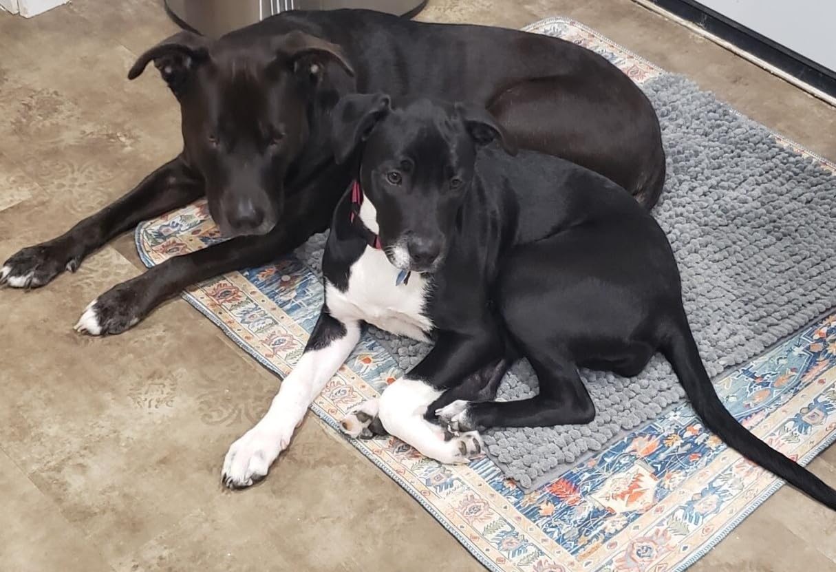 Embark Breed Identification Kit - Most Accurate Dog DNA Testing Kit - 99% Breed Ancestry Accuracy for Mixed Breed Dogs - Plus Relative Finder & Family Tree customer photo 2