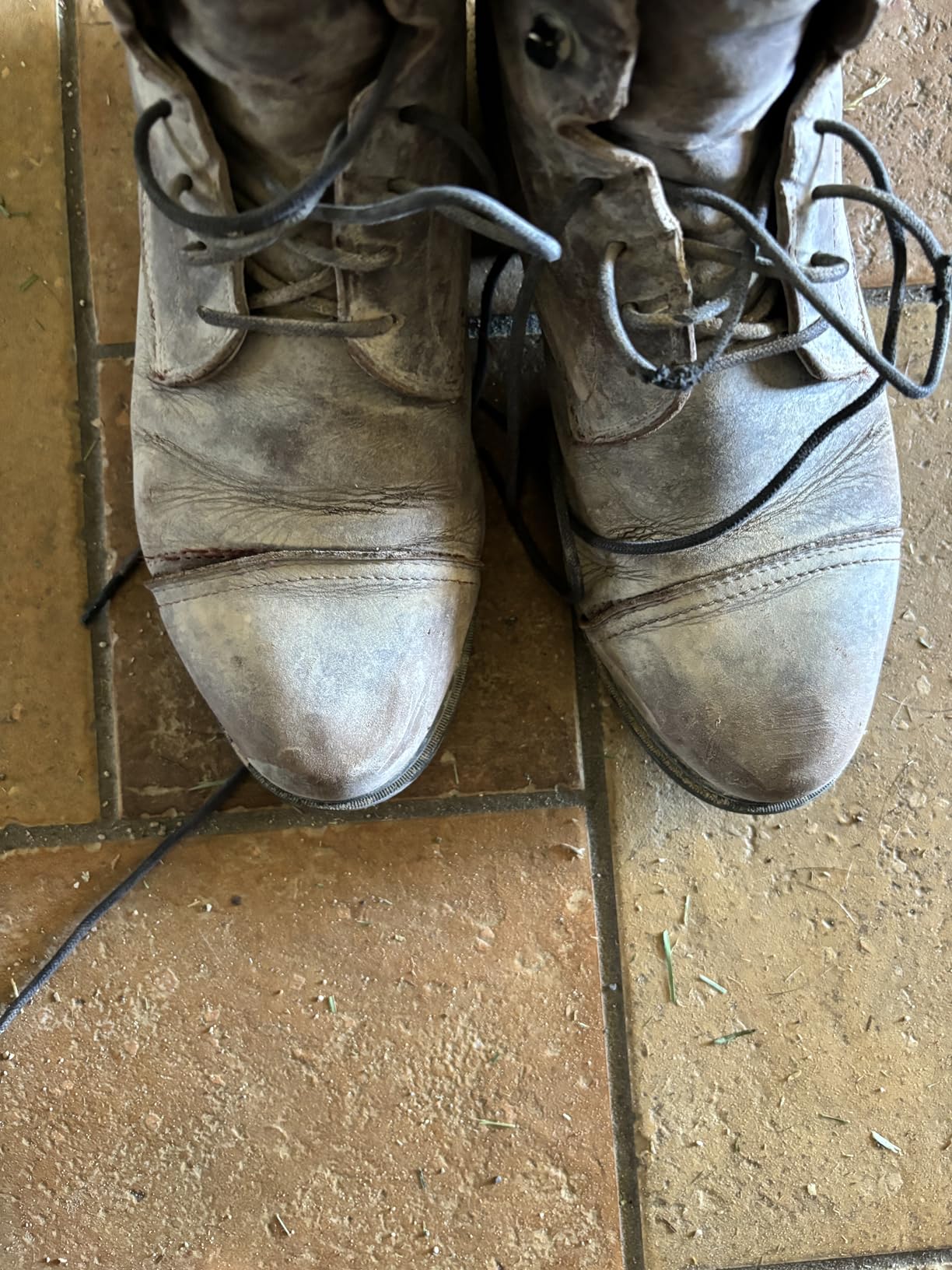 Ariat Women's Performer Nitro Paddock Boot customer photo 1