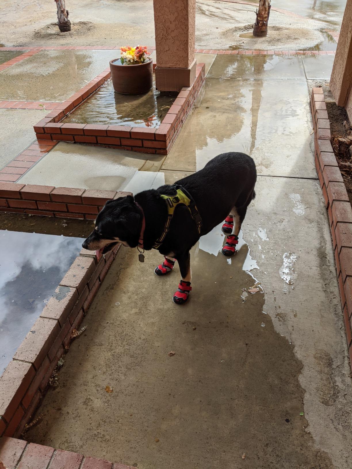 Kurgo Blaze Dog Boots - Protects Paws in All Seasons - Breathable Fabric - Water Resistant Dog Shoes - Dual Ankle Closure - Reflective Dog Boots - Includes 4 Shoes - Chili Red/Black - XXS customer photo 1