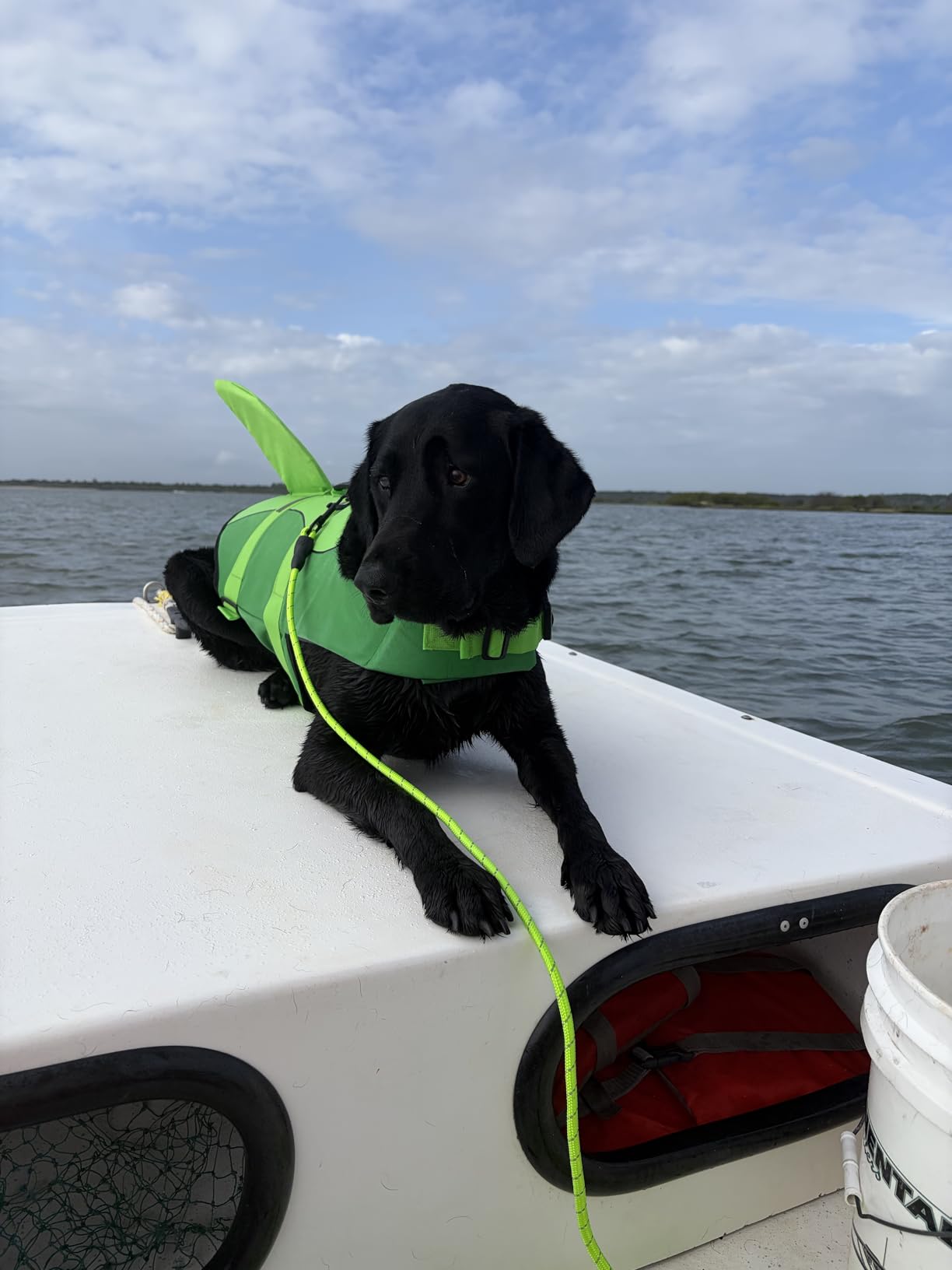 ASENKU Dog Life Jacket - Pet Safety Vest for Swimming & Boating, Shark Life Jacket with Floatation, Dog Lifesavers Swimsuits for Small Medium Large Dogs (Grey, XL) customer photo 1