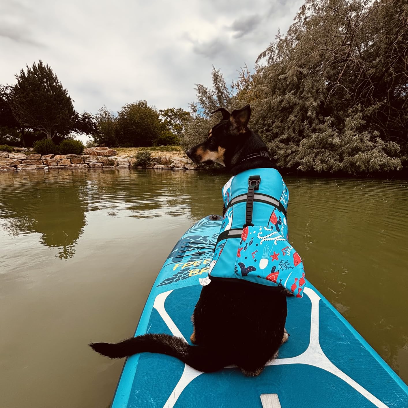 ASENKU Dog Life Jacket - Pet Safety Vest for Swimming & Boating, Shark Life Jacket with Floatation, Dog Lifesavers Swimsuits for Small Medium Large Dogs (Grey, XL) customer photo 2