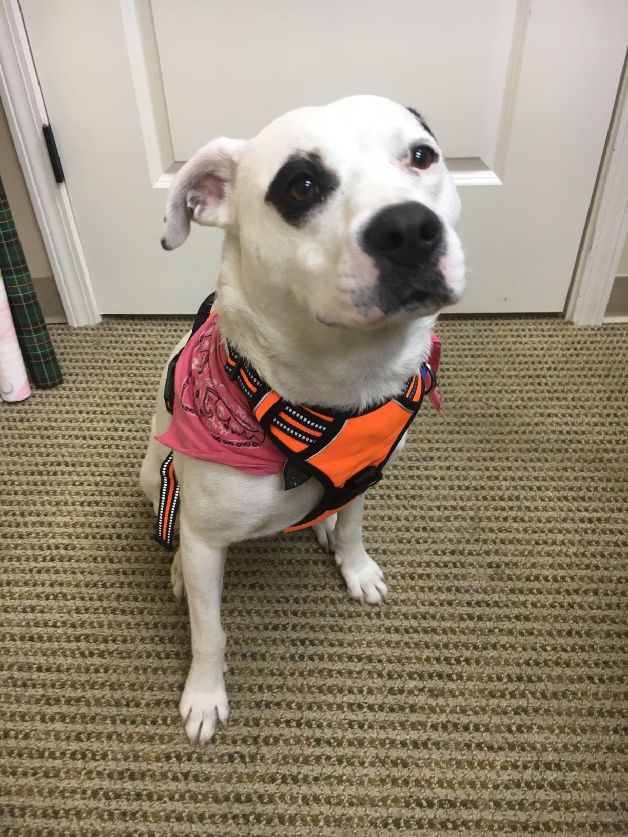 Eagloo Dog Harness for Large Dogs, No Pull Service Vest with Reflective Strips and Control Handle, Adjustable and Comfortable for Walking, No Choke Pet Harness with 2 Metal Rings, Pink, L customer photo 2
