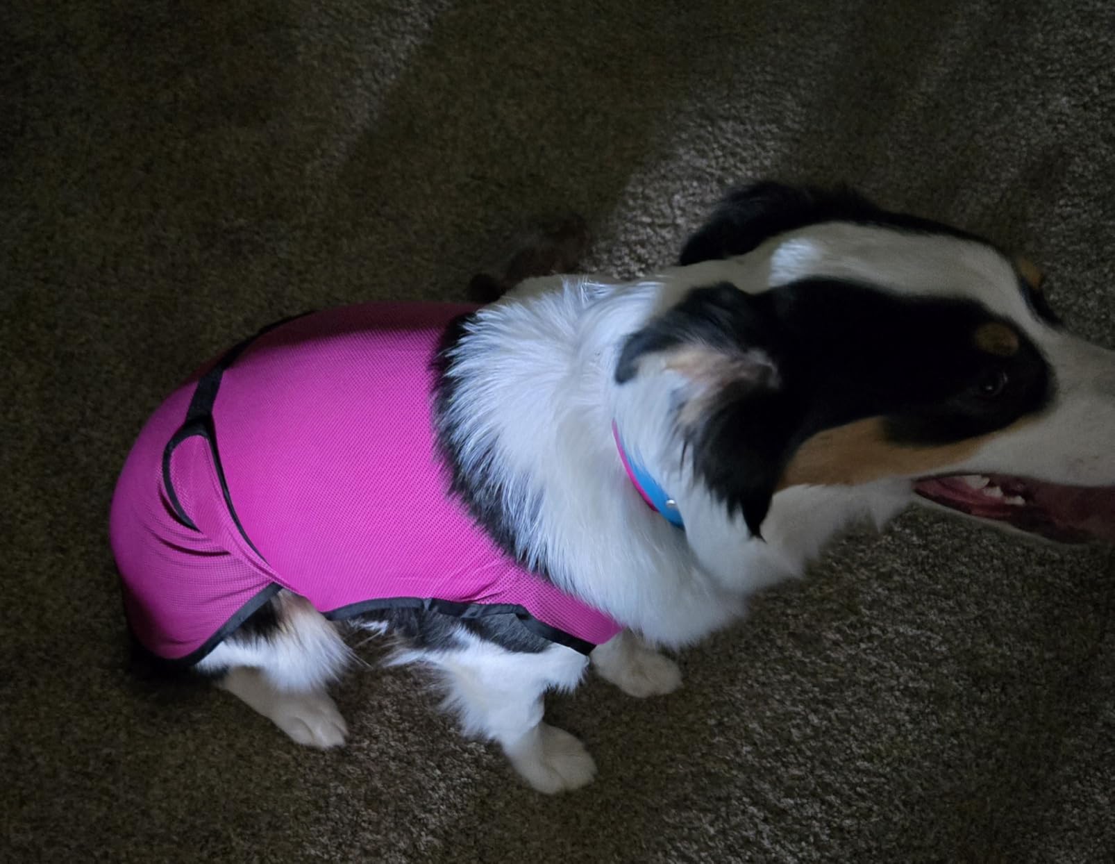 Dog Cooling Vest - Lightweight Evaporative Shirt with UV Protection for Small, Medium, and Large Dogs - Breathable Soft Fabric for Hot Weather (S, Dark Blue) customer photo 1