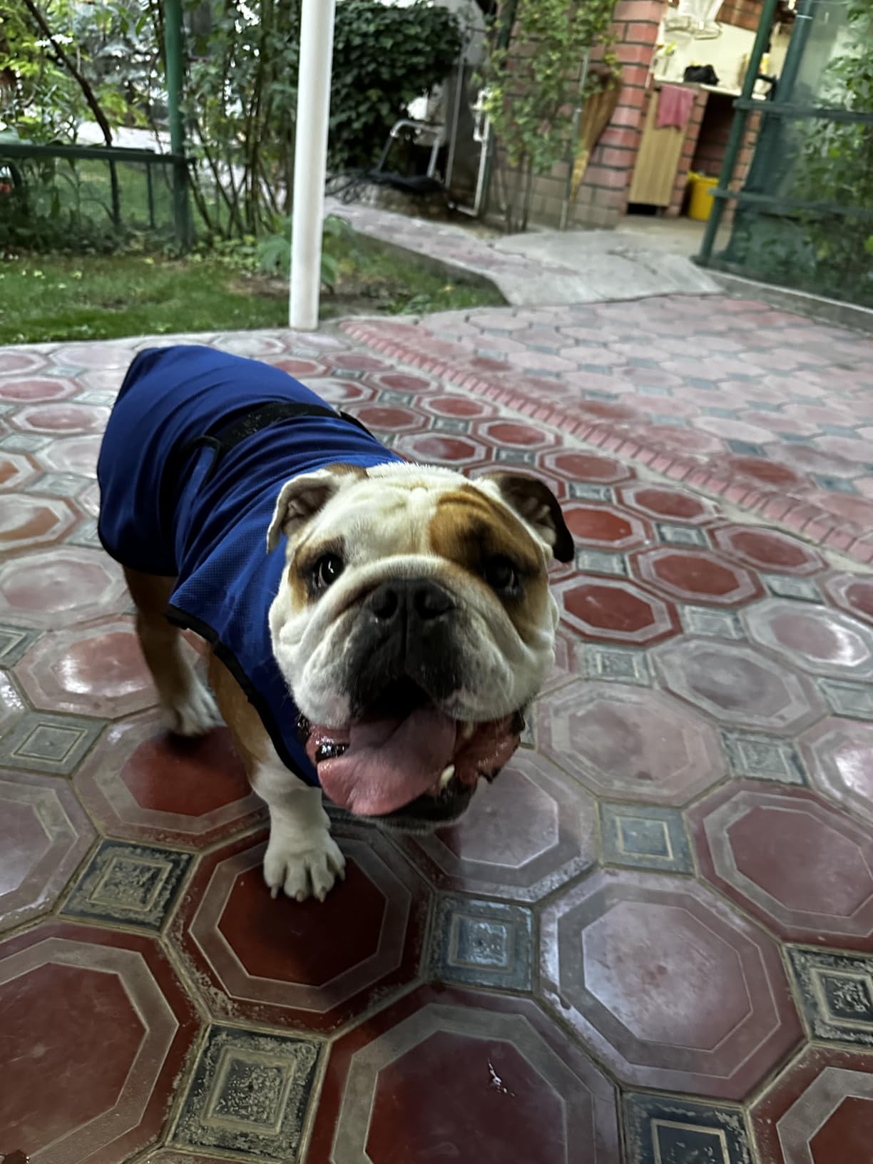 Dog Cooling Vest - Lightweight Evaporative Shirt with UV Protection for Small, Medium, and Large Dogs - Breathable Soft Fabric for Hot Weather (S, Dark Blue) customer photo 2