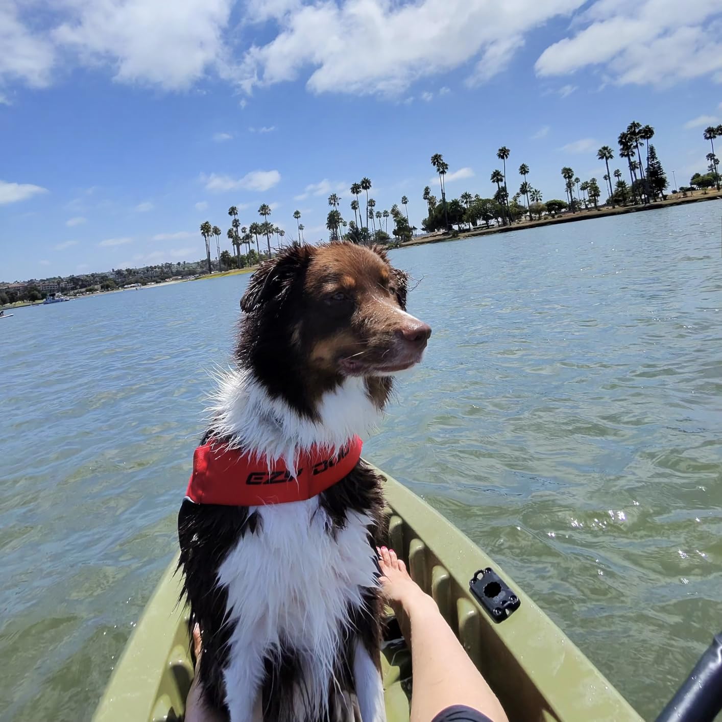 EzyDog DFD X2 Dog Life Jacket - Adjustable Swimming Safety Life Vest Preserver with Continuous Neck Flotation, Reflective Trim, & Grab Handle (Medium, Yellow) customer photo 2