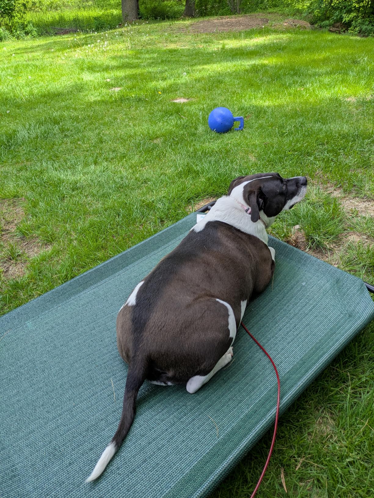 Coolaroo Original Elevated Dog Bed - Breathable Off-The-Ground Pet Bed with Cooling Fabric, Joint Relief & Moisture-Resistant Fabric, 100% Recyclable, Easy Clean, Aquatic Blue, Large customer photo 1