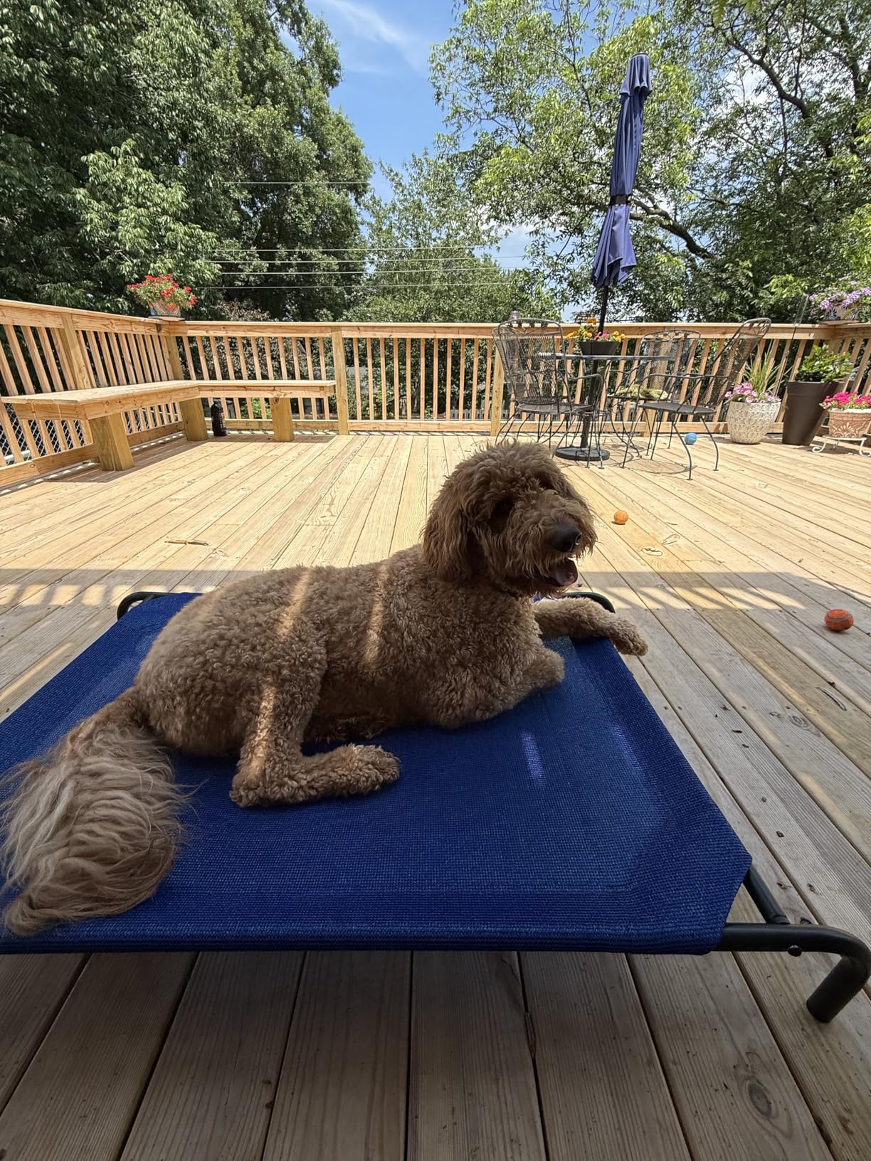 Coolaroo Original Elevated Dog Bed - Breathable Off-The-Ground Pet Bed with Cooling Fabric, Joint Relief & Moisture-Resistant Fabric, 100% Recyclable, Easy Clean, Aquatic Blue, Large customer photo 2