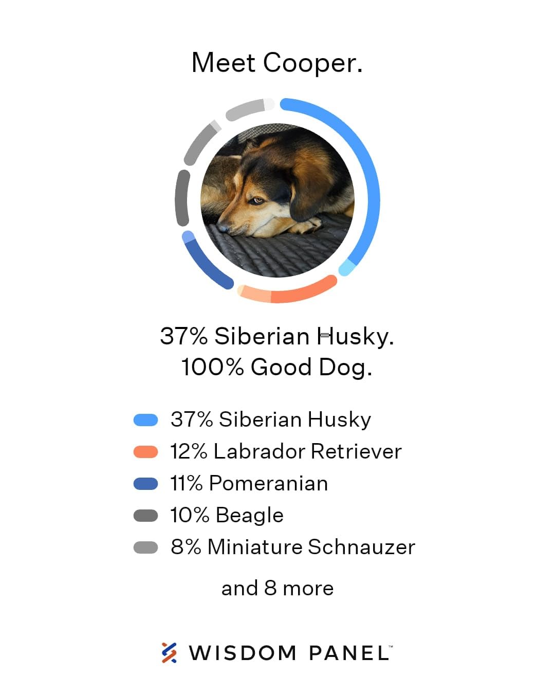 Wisdom Panel Essential Dog DNA Testing Kit - Most Accurate Test for 430+ Dog Breeds, 30 Genetic Health Conditions, 50+ Traits, Relatives, Ancestry, 1 Pack customer photo 2