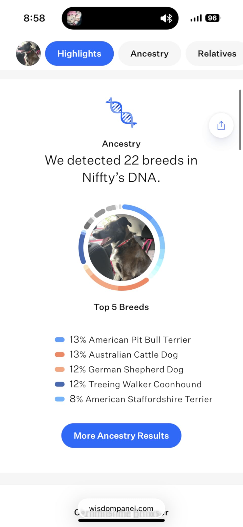 Wisdom Panel Premium Dog DNA Testing Kit - Most Comprehensive Test - 265+ Health Tests, 430+ Dog Breeds, 50+ Traits, Relatives, Ancestry, 1 Pack customer photo 1