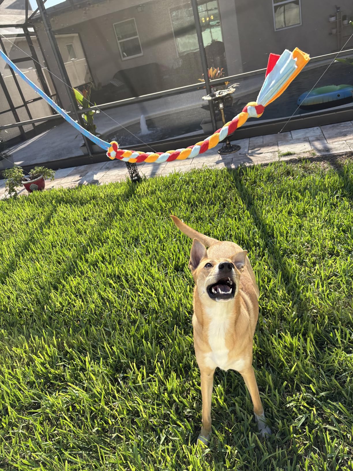 Interactive Flirt Pole Toy for Dogs Chase and Tug of War, Durable Teaser Wand with Pet Fleece Rope Tether Lure Toy to Outdoor Exercise & Training for Small Medium Large Dogs (Blue/Red, POLE-35 inches) customer photo 2