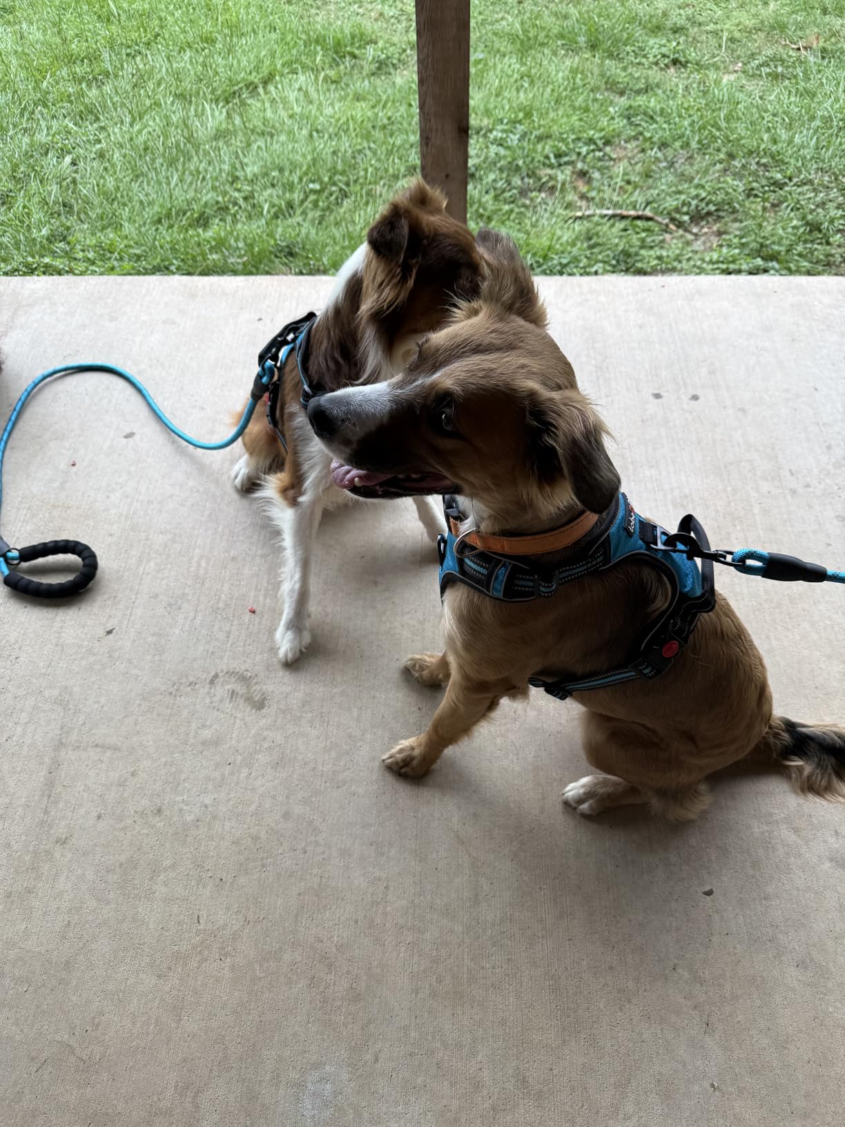 tobeDRI No Pull Dog Harness Adjustable Reflective Oxford Easy Control Medium Large Dog Harness with A Free Heavy Duty 5ft Dog Leash customer photo 2