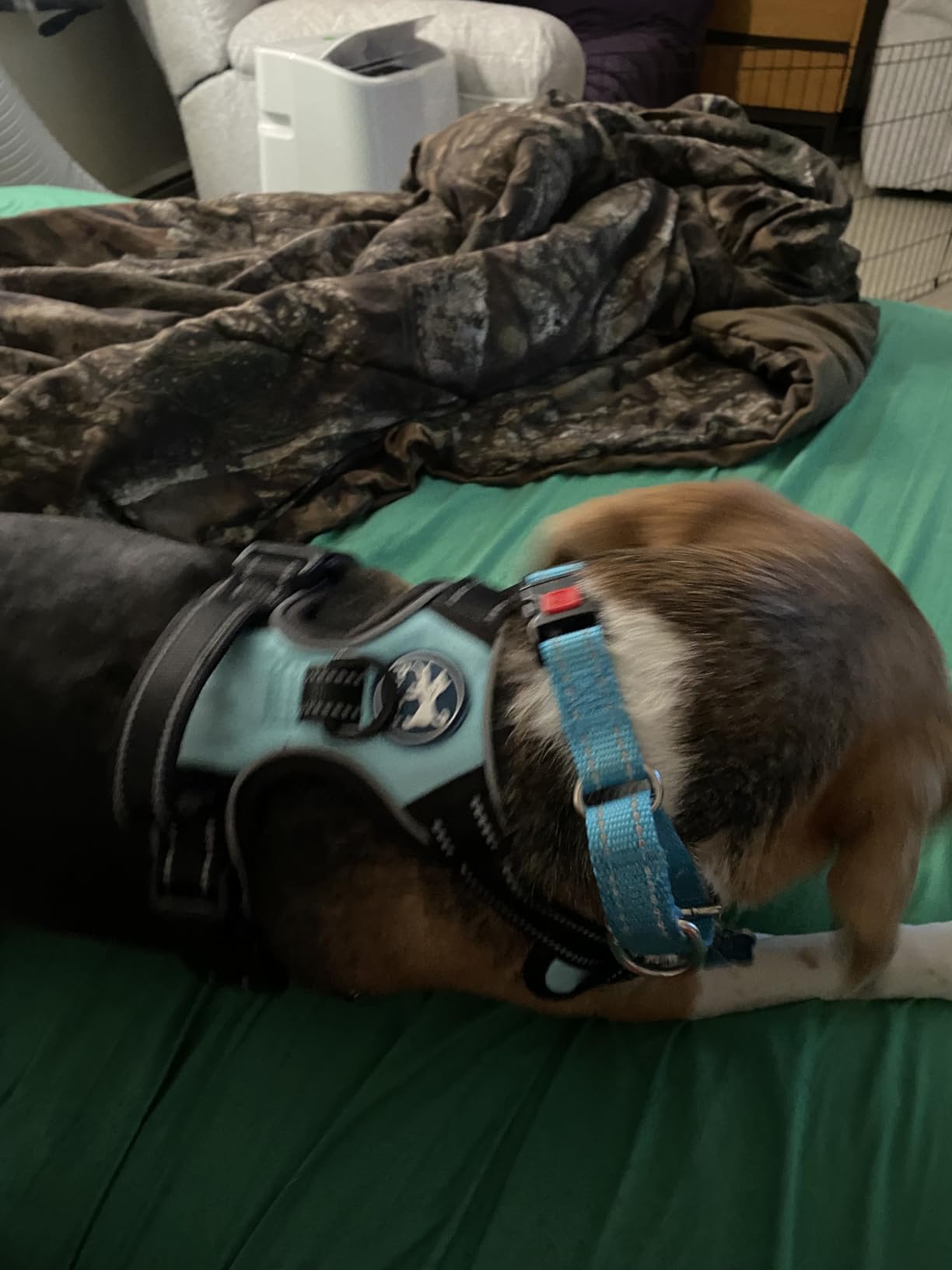 PoyPet No Pull Dog Harness, Reflective Comfortable Vest Harness with Front & Back 2 Leash Attachments and Easy Control Handle Adjustable Soft Padded Pet Vest for Small Medium Large Dogs (Mint Blue, M) customer photo 2