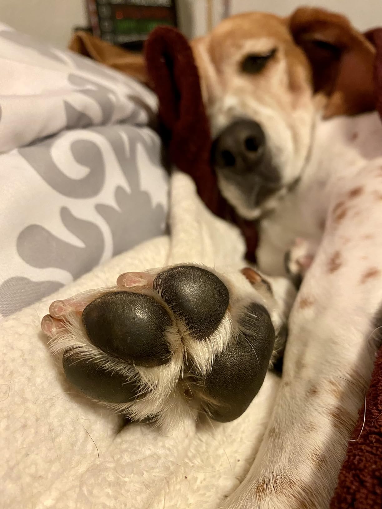 Pet MD Dog Paw Balm - 3-in-1 Paw, Nose/Snout, & Elbow Moisturizer & Paw Protectors for Dogs - 2 oz Paw Wax with Shea Butter, Coconut Oil, & Beeswax customer photo 2