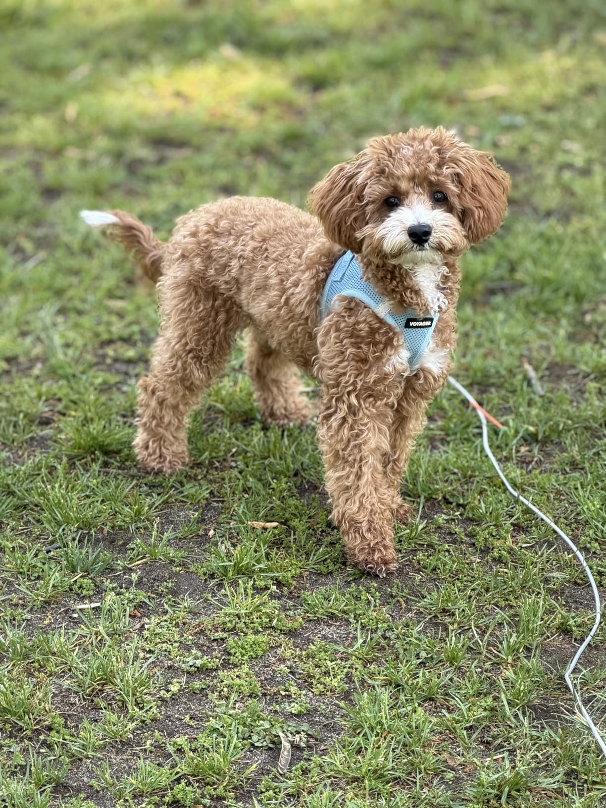 Best Pet Supplies Voyager Step-in Air Harness - All Weather Mesh, Reflective, No Pull Harness for Dogs, Cats - Secure with Hook & Loop Fastener, Buckle, Double D-Rings - Baby Blue, XL customer photo 1