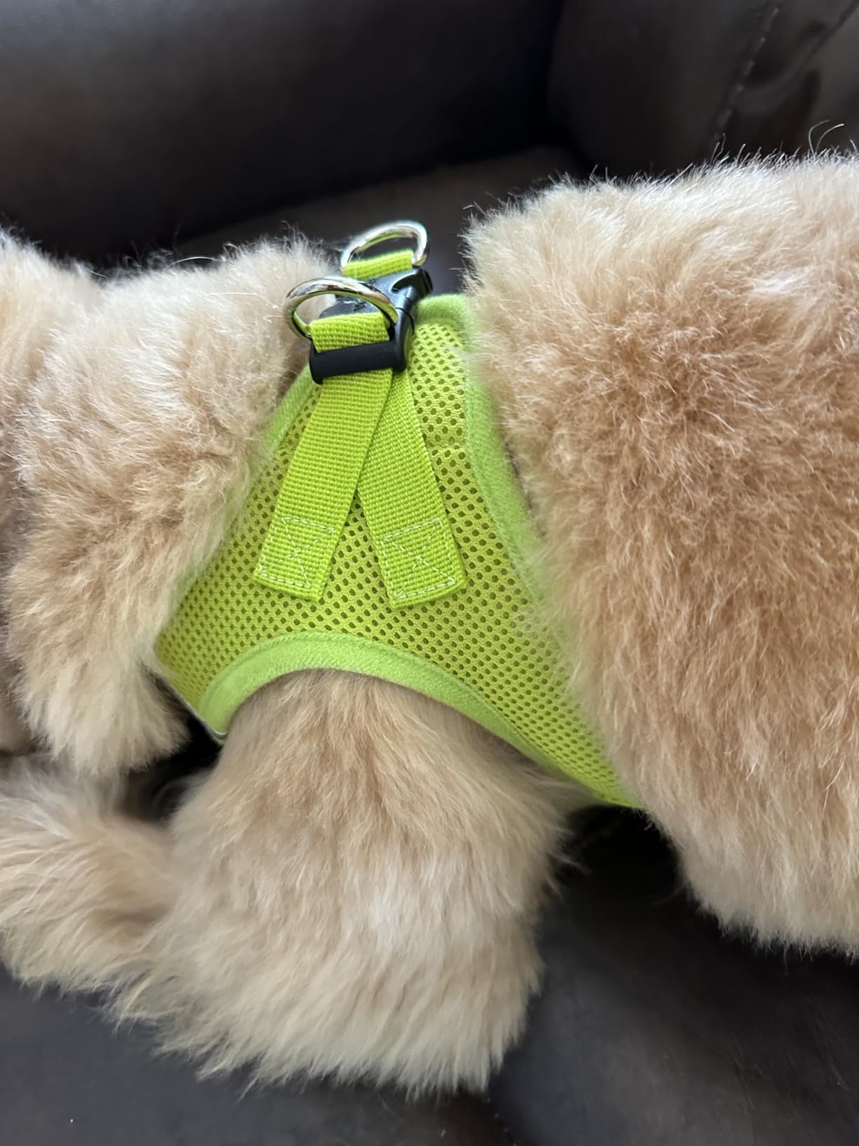 Best Pet Supplies Voyager Step-in Air Harness - All Weather Mesh, Reflective, No Pull Harness for Dogs, Cats - Secure with Hook & Loop Fastener, Buckle, Double D-Rings - Baby Blue, XL customer photo 2