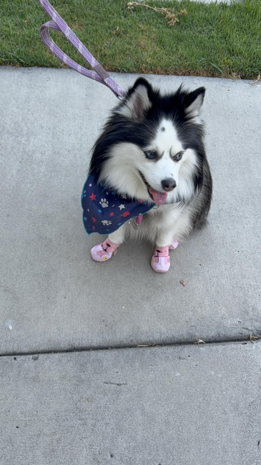 XSY&G Dog Boots, Waterproof Dog Shoes, Dog Booties with Reflective Rugged Anti-Slip Sole and Skid-Proof, Outdoor Dog Shoes for Medium to Large Dogs customer photo 1