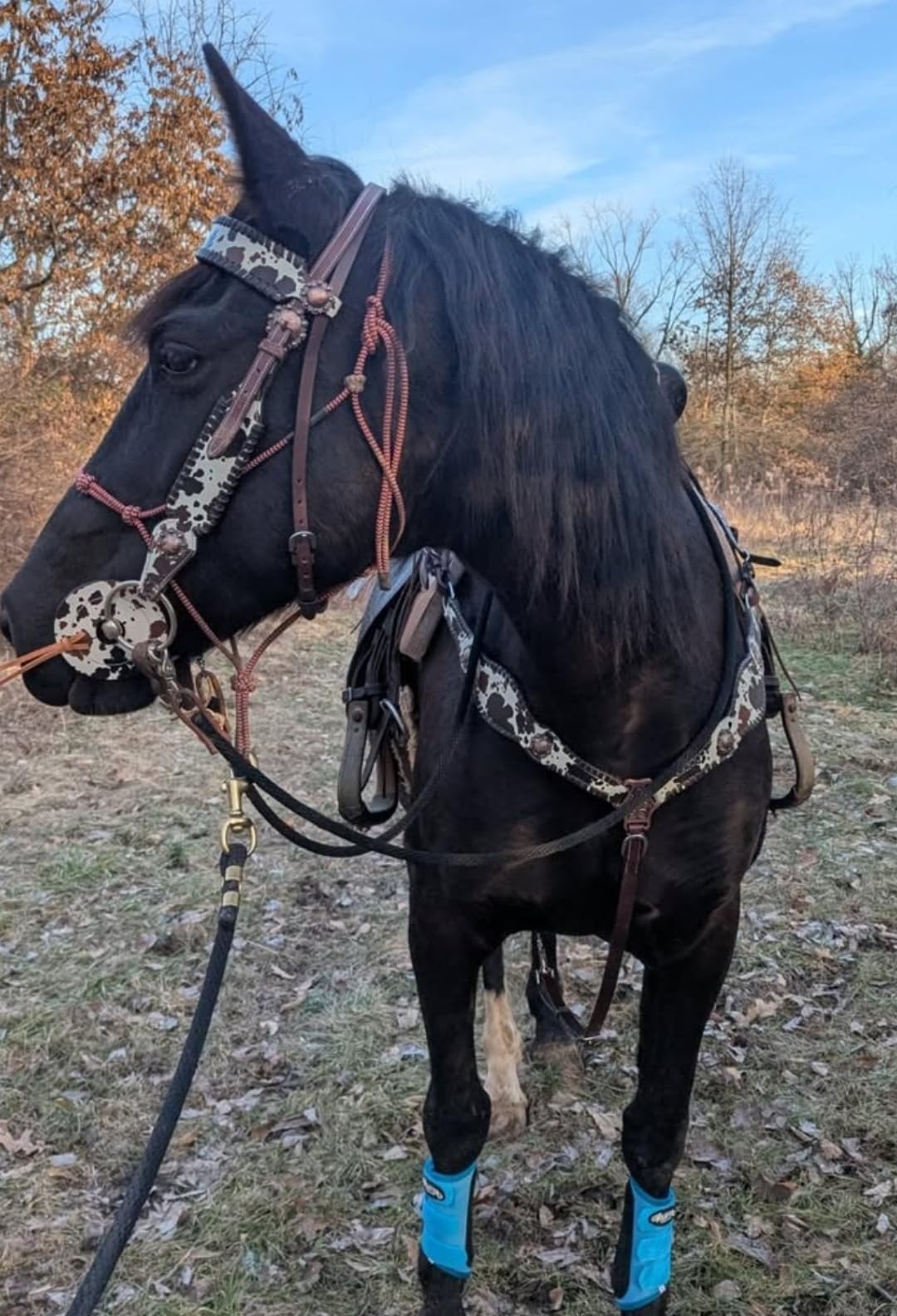 Weaver Leather Equestrian Splint Boots customer photo 1