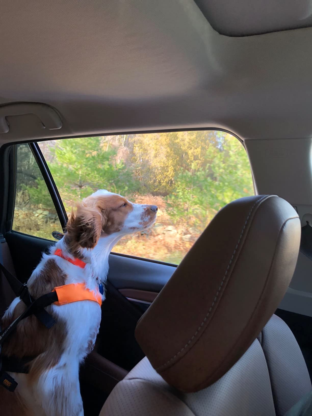 Clickit Sport Plus - Crash-Tested and Safety Certified Car Seat Belt Harness for Dogs (Small, Robin Egg Blue) customer photo 1