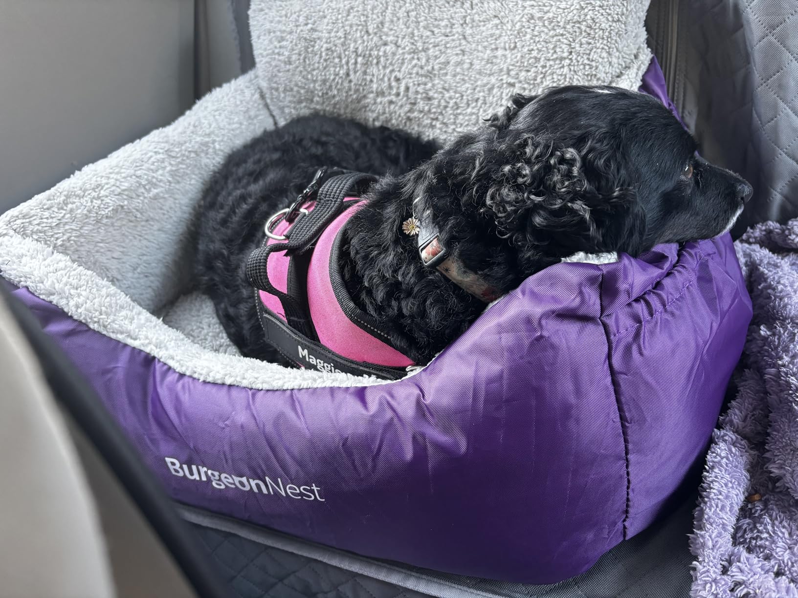 BurgeonNest Dog Car Seat for Small Dogs, Soft Pet Car Travel Home Bed Under 25 lbs, Fully Detachable and Washable Cat Booster Carseats with Storage Pockets and Clip-On Leash Portable Carrier, Black customer photo 2