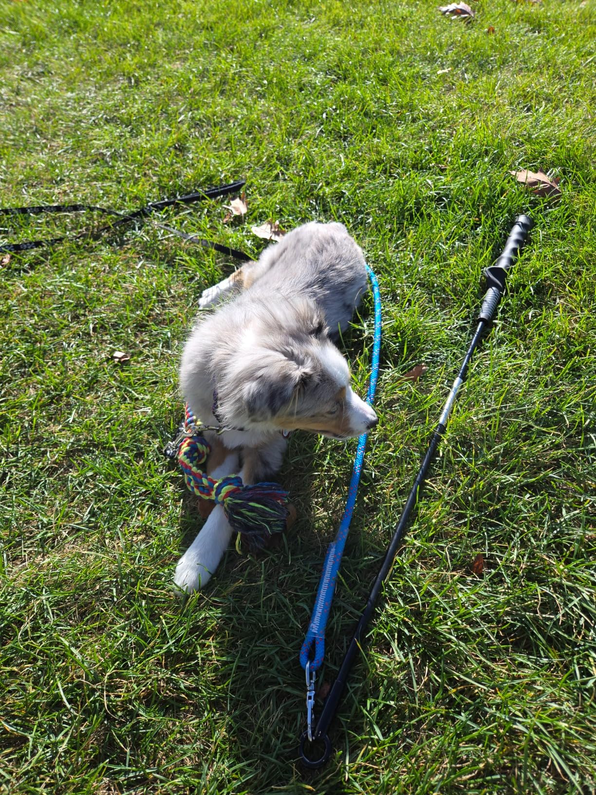 DIBBATU Flirt Pole for Dogs Interactive Dog Toys for Large Medium Small Dogs Chase and Tug of War, Dog Teaser Wand with Lure Chewing Toy for Outdoor Exercise & Training customer photo 2