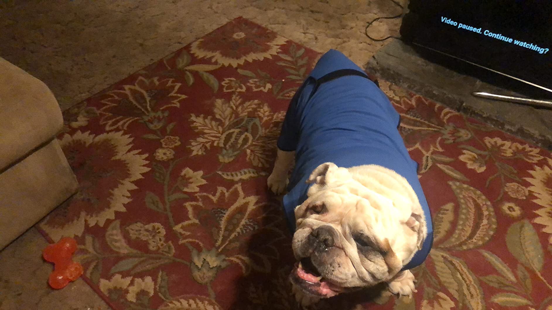 Dog Cooling Vest - Lightweight Jacket for Dogs with Zip Neck & Velcro - Easy On/Off Cooling Coat for Walks, Travel & Outdoors by Lautus Pets - L customer photo 1