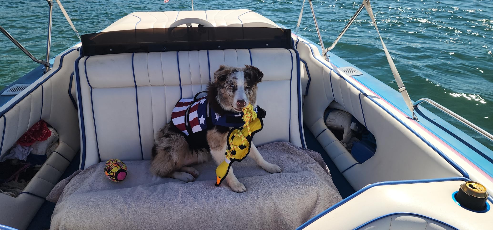 Doglay Dog Life Jacket with Rescue Handle, Dog Life Vest for Swimming Boating, Adjustable Reflective Puppy Swim Vest with Superior Buoyancy for Small Medium Large Dogs customer photo 1