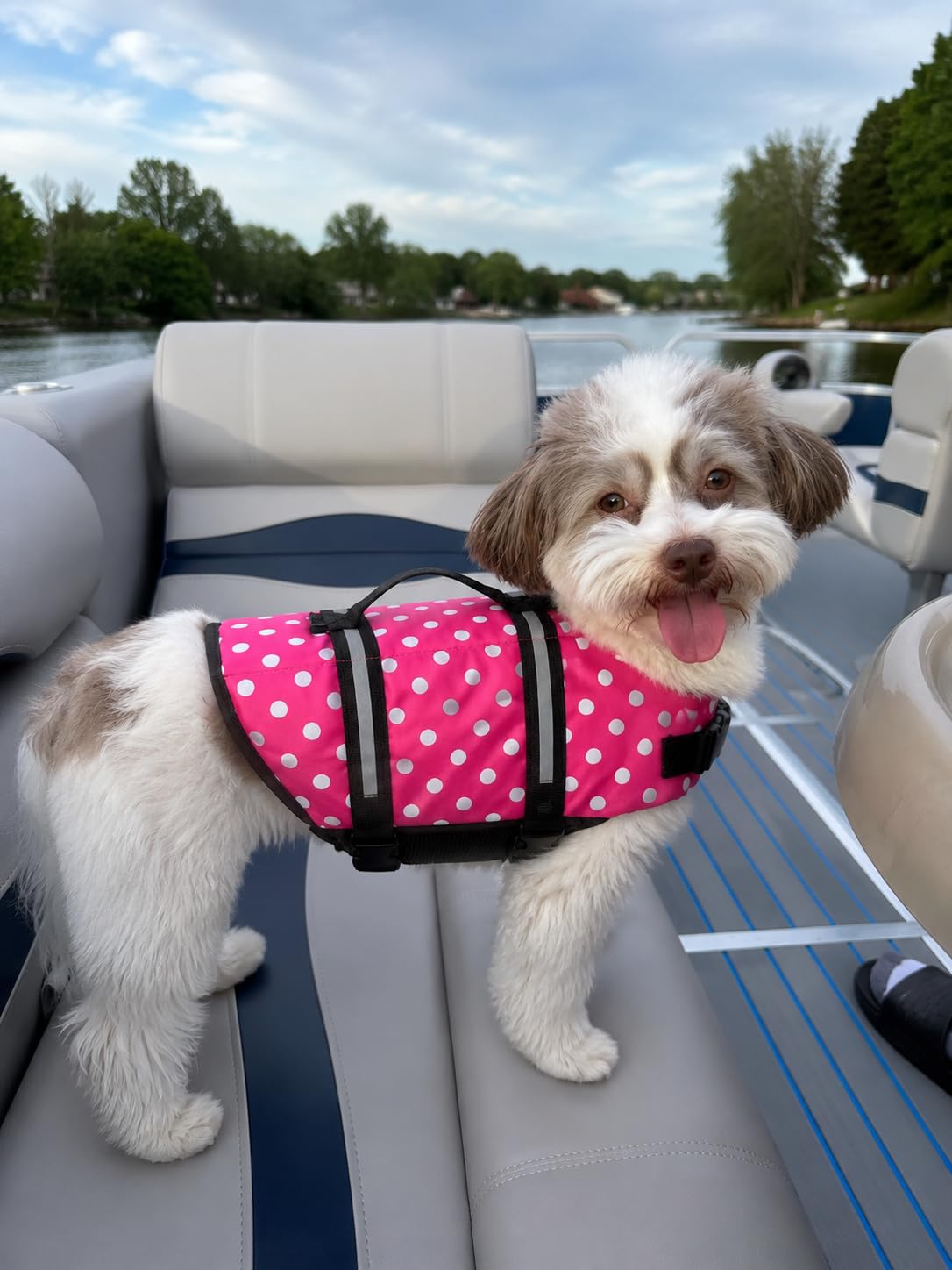 Doglay Dog Life Jacket with Rescue Handle, Dog Life Vest for Swimming Boating, Adjustable Reflective Puppy Swim Vest with Superior Buoyancy for Small Medium Large Dogs customer photo 2