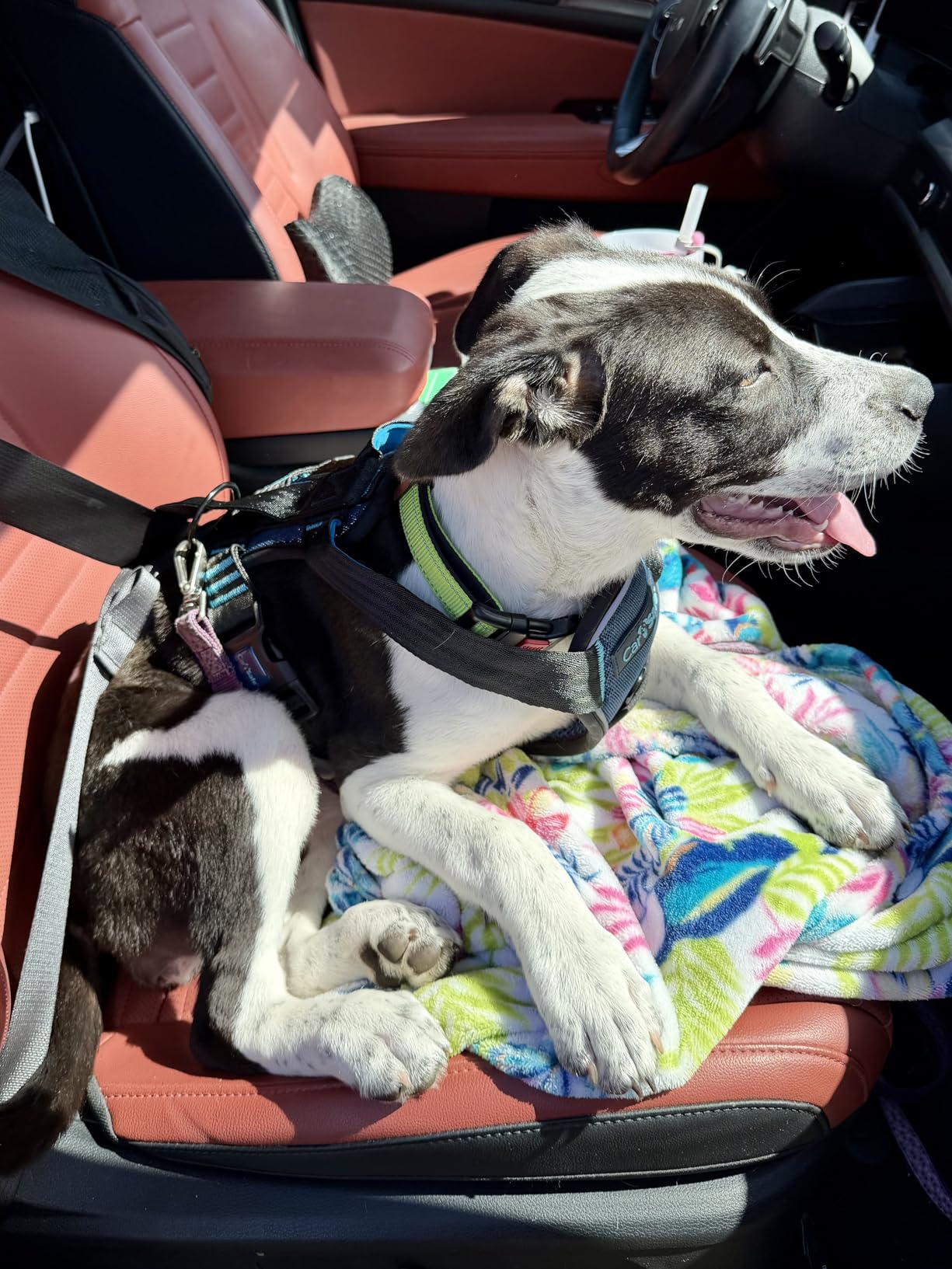 CarSafe Crash Tested Dog Safety Harness - Crash Tested to 32Kg/70lbs, Safely Secure Dog in the Car, Comfortable and Padded Design for Toy, Small, Medium and Large Dogs (Size Small) customer photo 1