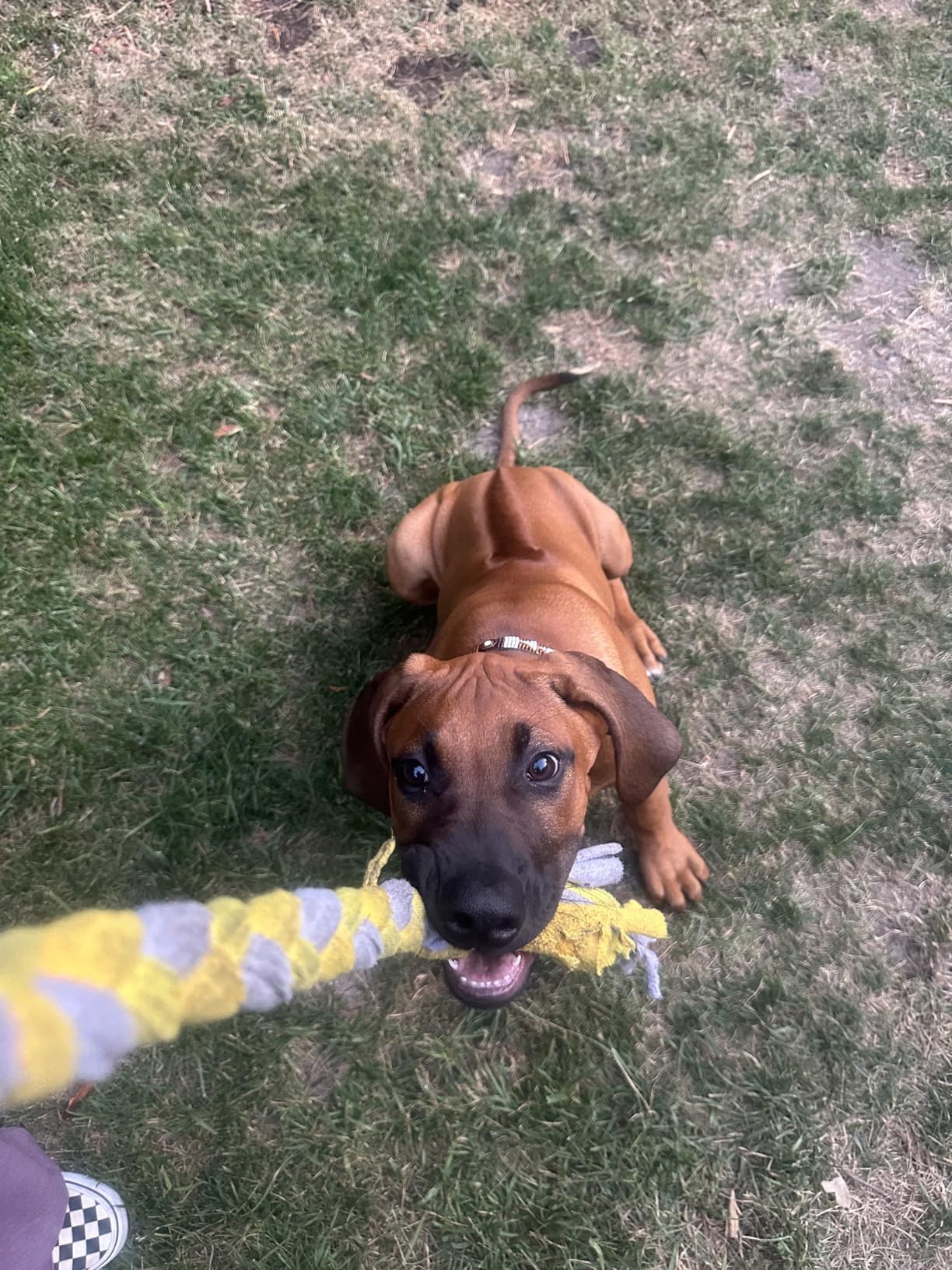 Dewonch Flirt Pole Dog Toys for Training & Exercise, Durable Teaser Stick with Fleece Rope Lure for Medium & Large Pets to Fetch Chase Pull and Tug of War (Yellow, POLE-39.5 inches) customer photo 1
