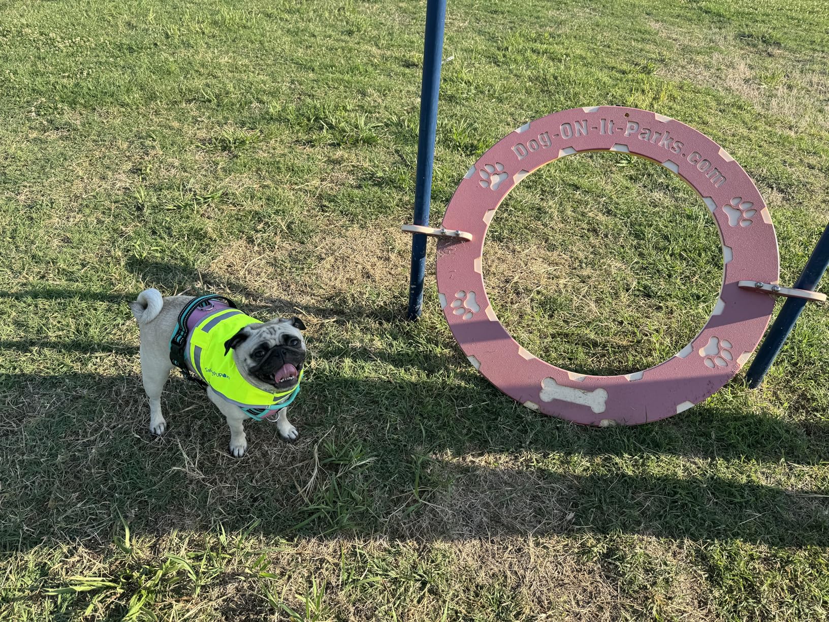 SafetyPUP XD Lite Dog Vest. Coverage to Mid Back. Reflective Hi Visibility Fluorescent Yellow Fabric Helps to Keep Them in Sight and Safe On and Off Leash. customer photo 2