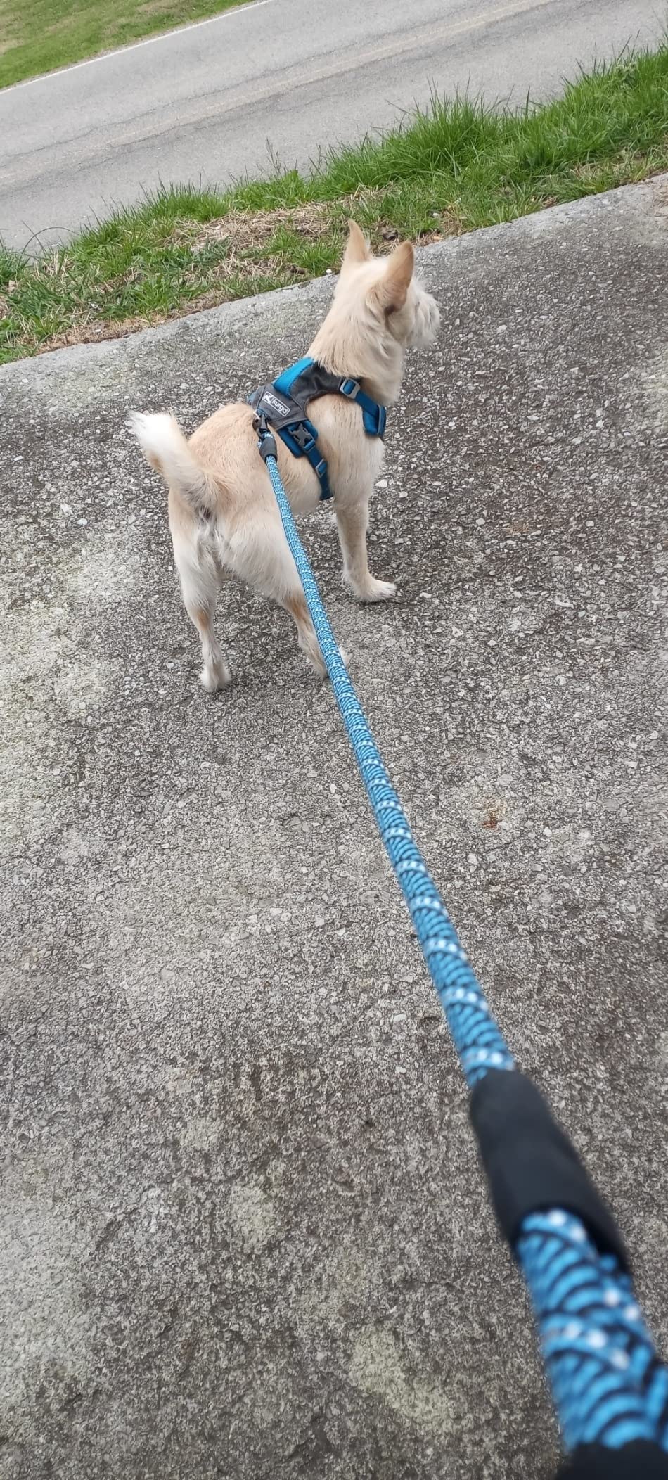 Kurgo Journey Air Dog Harness - Secure Fit for Active Dogs - Padded Chest - Lightweight Ripstop Fabric - Breathable Mesh - Reflective Trim - Back Assist Handle - Coral - Large customer photo 2