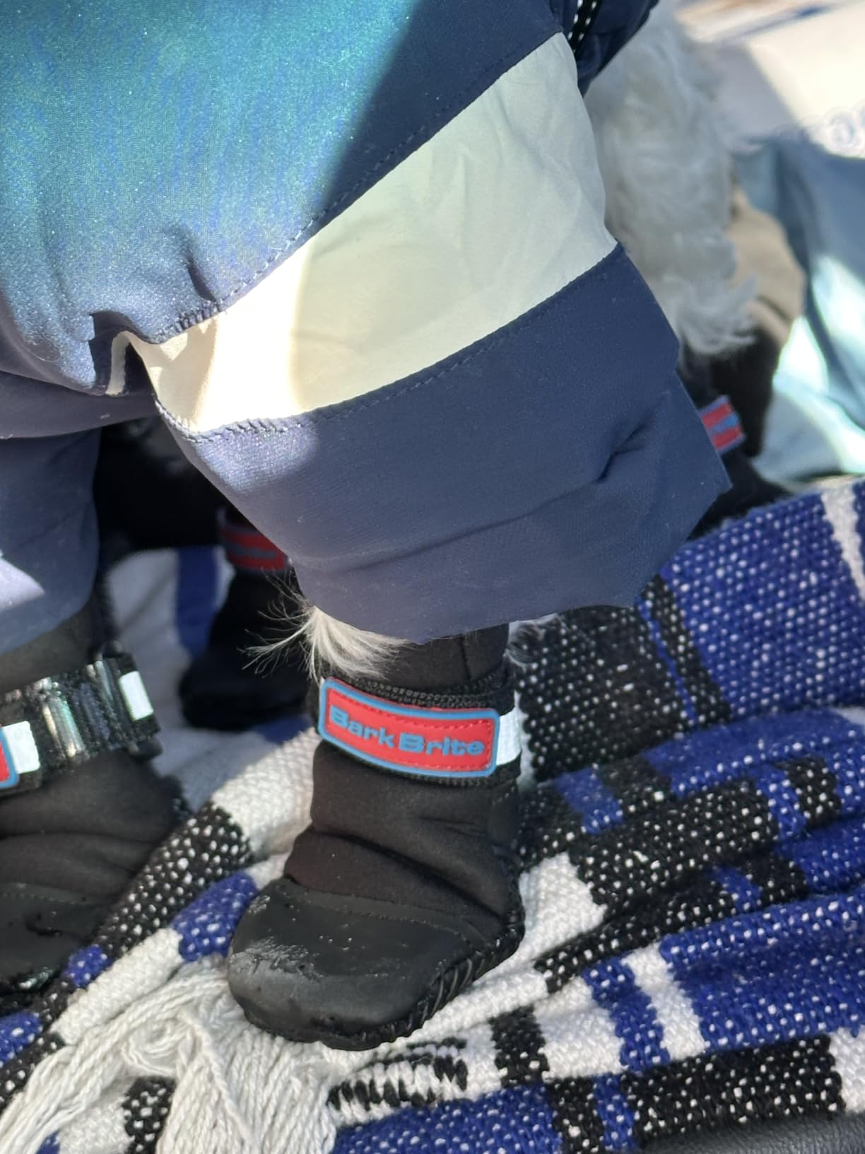 All Weather Neoprene Paw Protector Dog Boots with Reflective Straps in 5 Sizes! (Multicolor Medium) customer photo 1