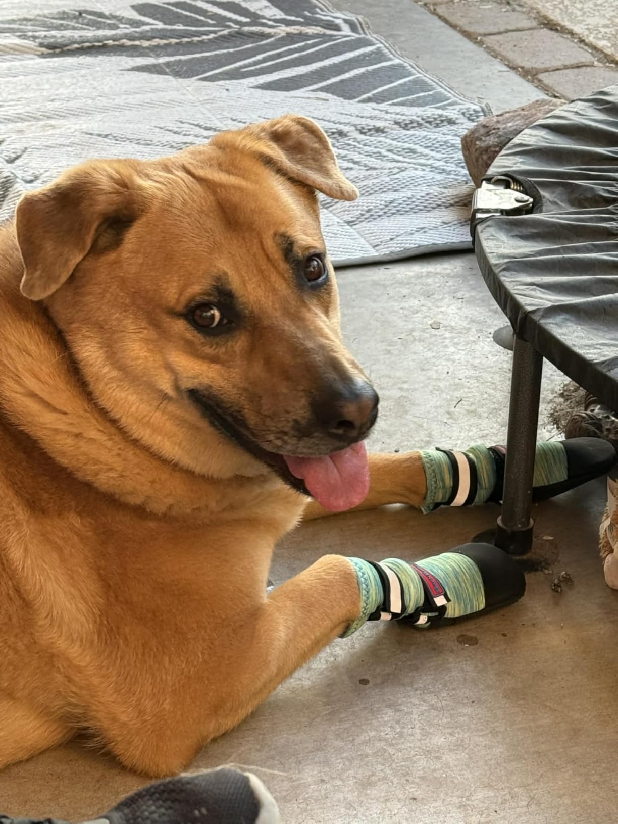All Weather Neoprene Paw Protector Dog Boots with Reflective Straps in 5 Sizes! (Multicolor Medium) customer photo 2