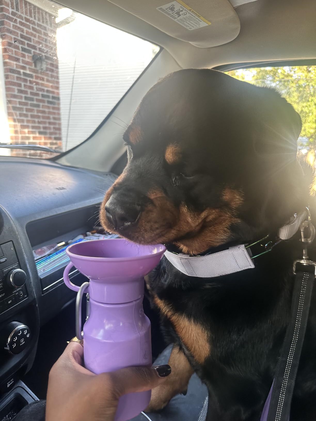 Springer Dog Water Bottle | Portable Travel Drinking Feeder Dispenser for Dogs & Puppies | As Seen on Shark Tank | Leak-Proof Bowl | BPA-Free | Outdoor Walking, Hiking & Travel | 15oz Blue customer photo 1