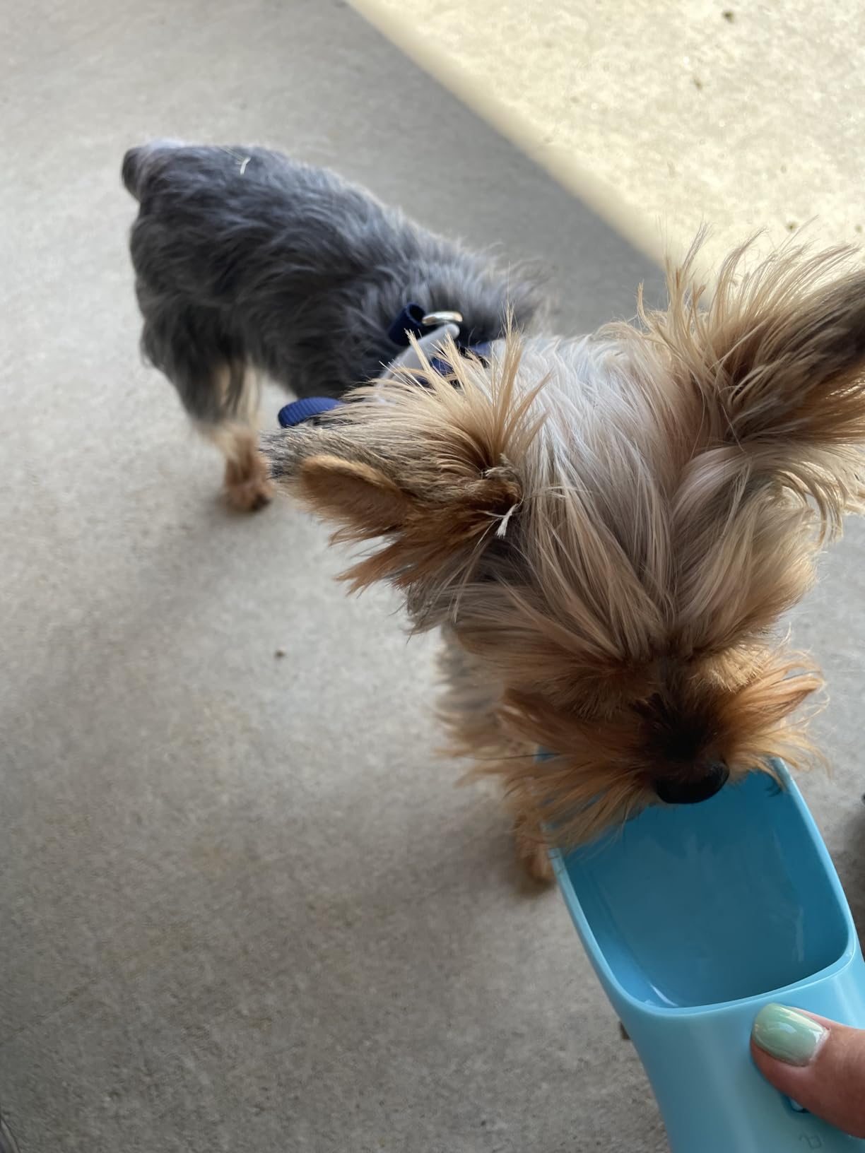 Cibaabo Dog Water Bottle with Food Container, Travel Puppy Water Bowl, Portable Pet Dispenser, Dog Gift Stuff Accessories Items, Puppy Essentials Necessities for Yorkie Cat Walking and Hiking customer photo 1