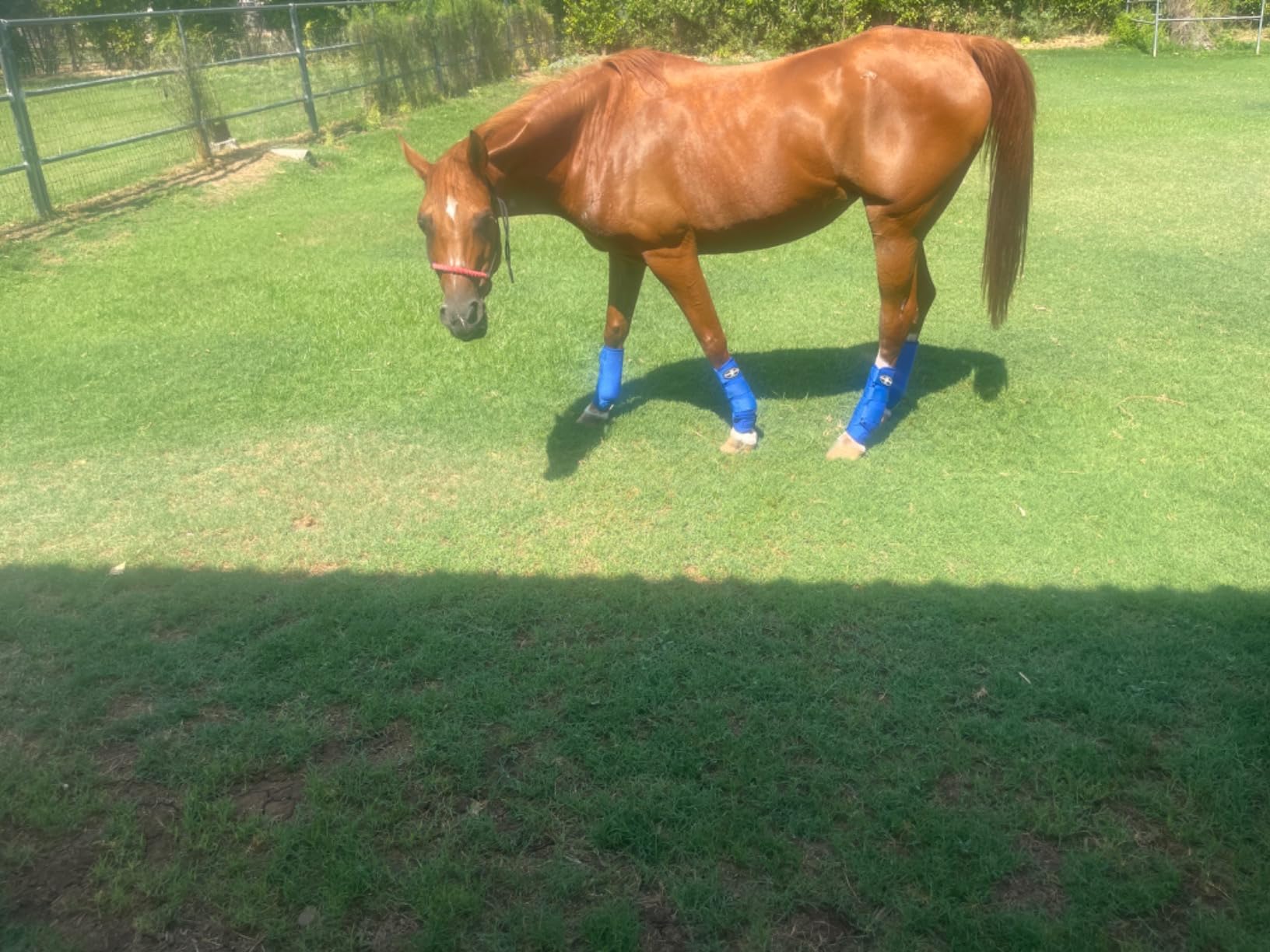 Harrison Howard Splint Boots for Horses 4 Pack, Front & Hind Horse Sport Boots with Neoprene Leg Protection customer photo 2