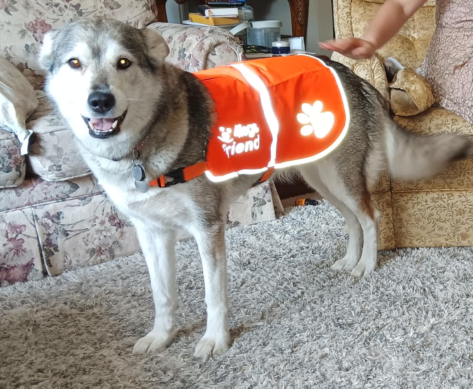 Upgraded Reflective Dog Vest by 4LegsFriend - Hi-Visibility Fluorescent Blaze Orange Dog Vest for Pet Safety customer photo 1
