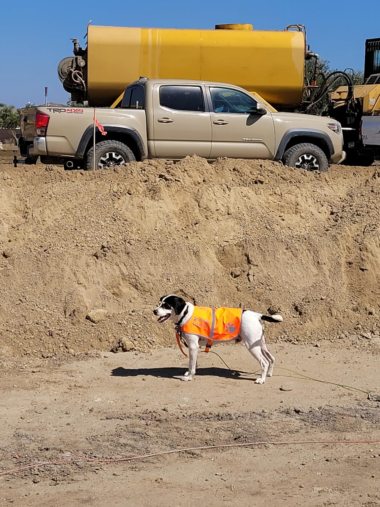 Upgraded Reflective Dog Vest by 4LegsFriend - Hi-Visibility Fluorescent Blaze Orange Dog Vest for Pet Safety customer photo 2