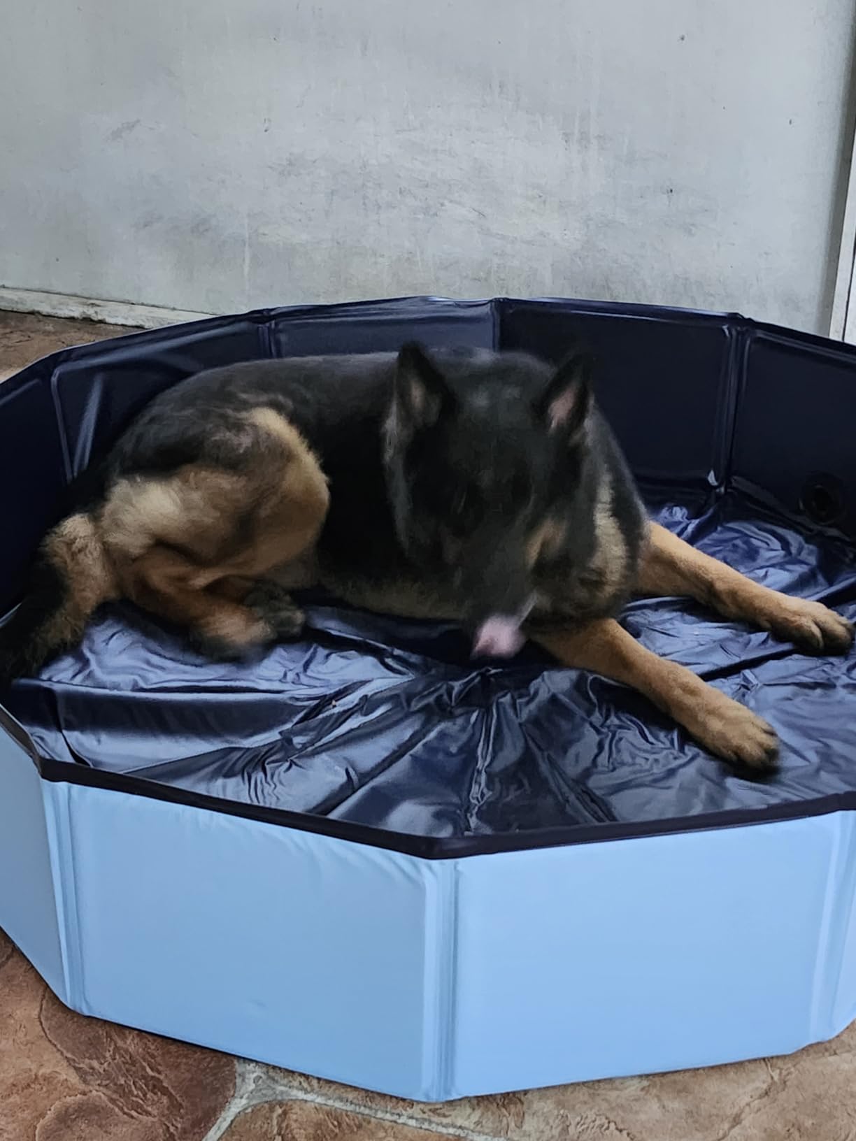 VISTOP Extra Large Foldable Dog Pool XXL, Hard Plastic Shell Portable Swimming Pool for Dogs Cats and Kids Pet Puppy Bathing Tub Collapsible Kiddie Pool (67inch.D x 11.8inch.H, Blue) customer photo 1