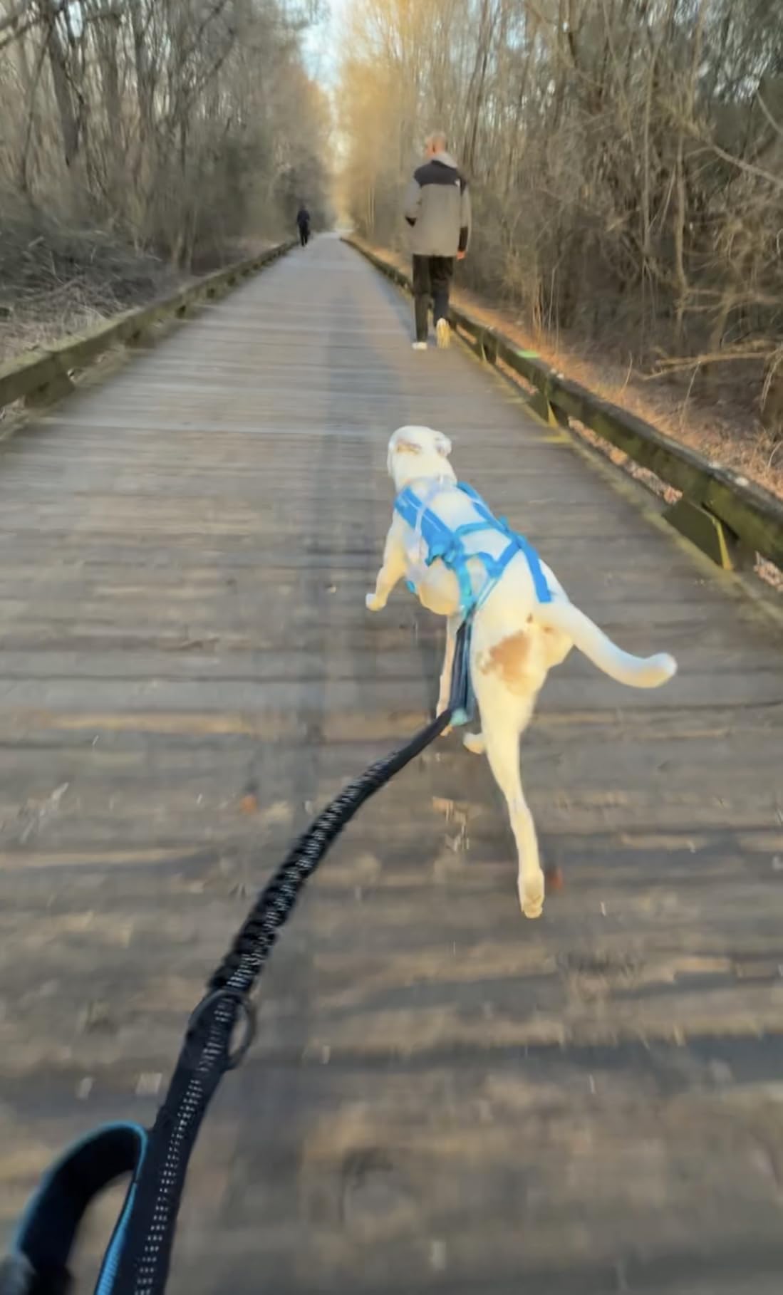 Non-stop Dogwear Freemotion Harness 5.0 - Professional Dog Pulling Harness for Running, Biking and Skiing with Dogs customer photo 2