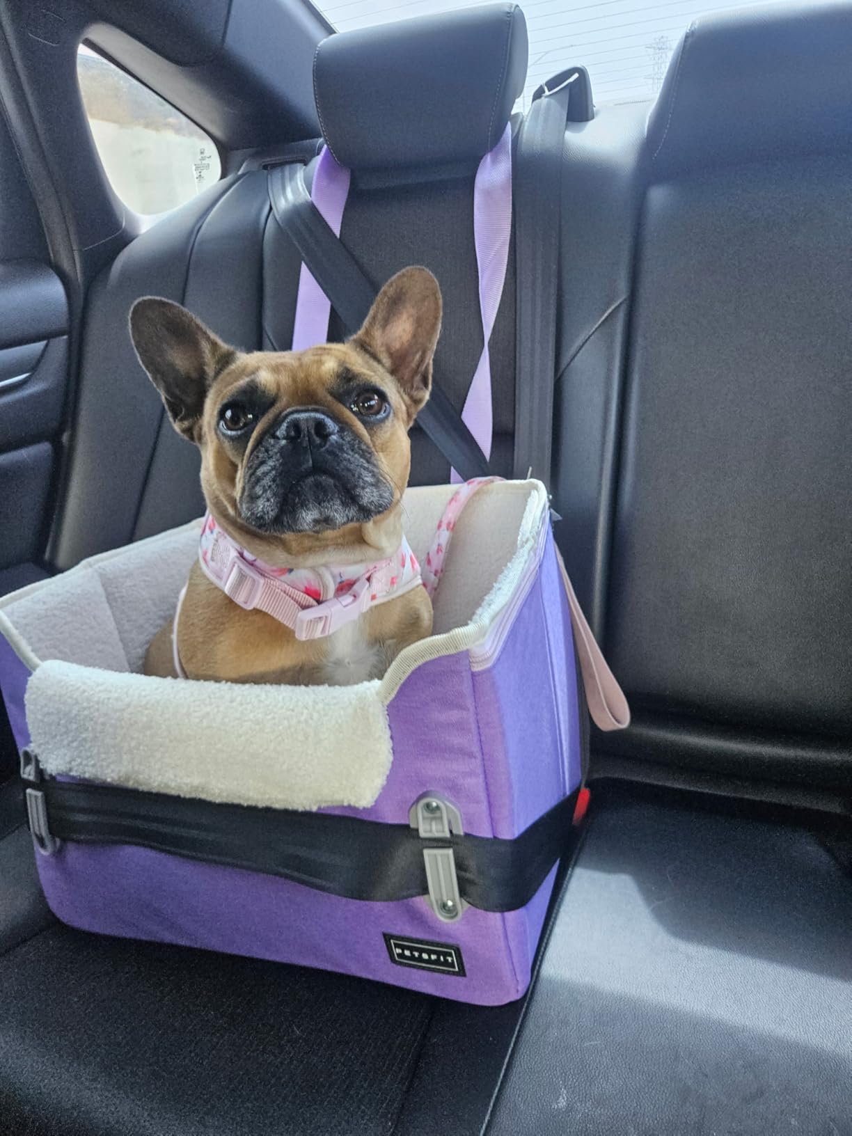 PETSFIT Dog Car Seats for Small Dogs - Patented Safety Buckles - Safety Tether - Foldable Travel Dog Booster Car Seat Reduces Anxiety & Road Trips - Stable Frame, Soft Cushion, Fits Front/Back Seat customer photo 1