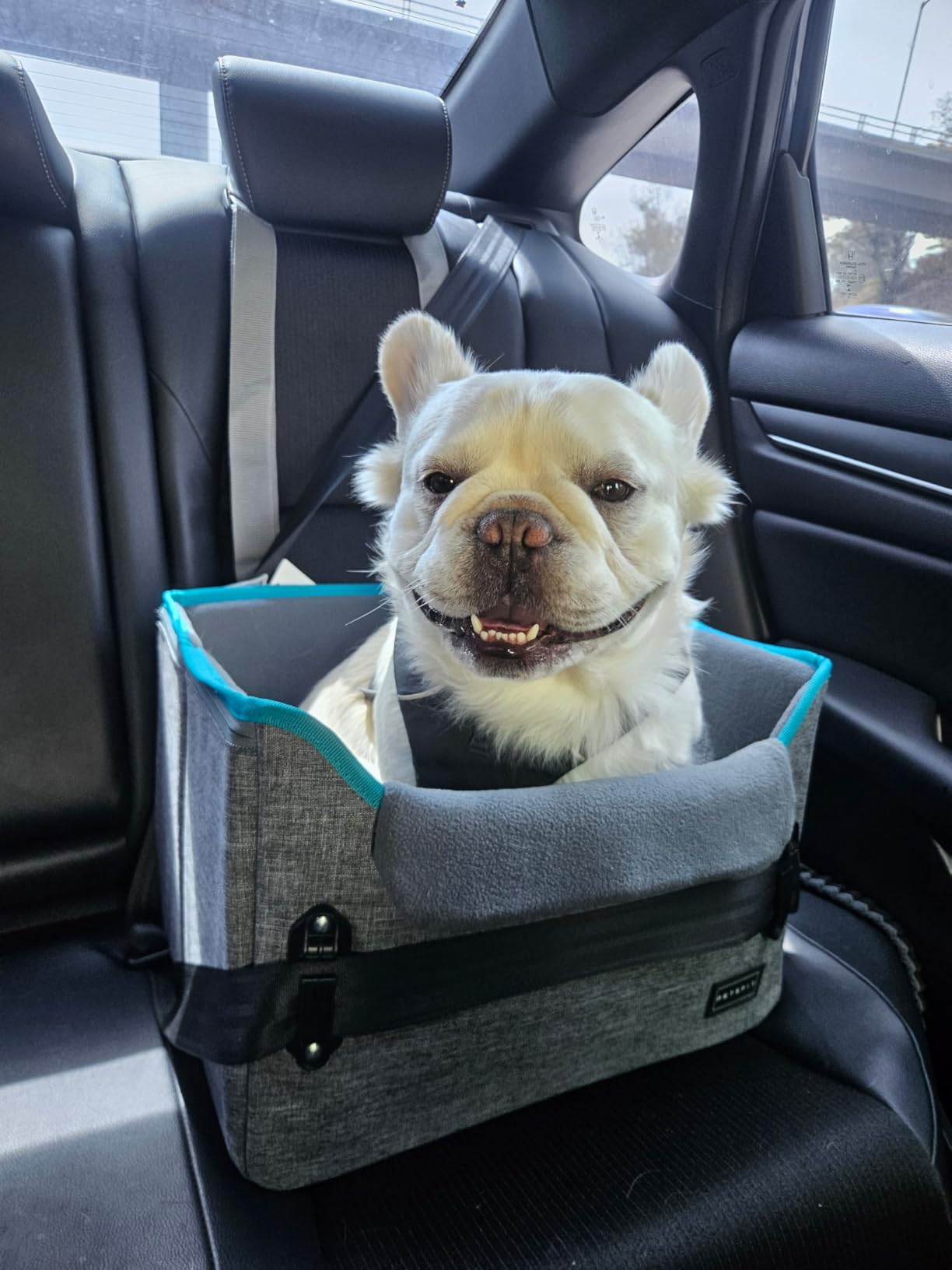 PETSFIT Dog Car Seats for Small Dogs - Patented Safety Buckles - Safety Tether - Foldable Travel Dog Booster Car Seat Reduces Anxiety & Road Trips - Stable Frame, Soft Cushion, Fits Front/Back Seat customer photo 2