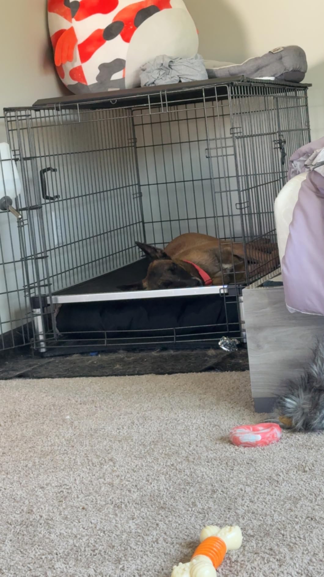 K9 Ballistics Chew Proof Elevated Outdoor Cooling Cot Bed for Large Dogs - Virtually Indestructible, Preassembled, Withstands Aggressive Chewers - L, Ripstop Blue Quartz customer photo 1