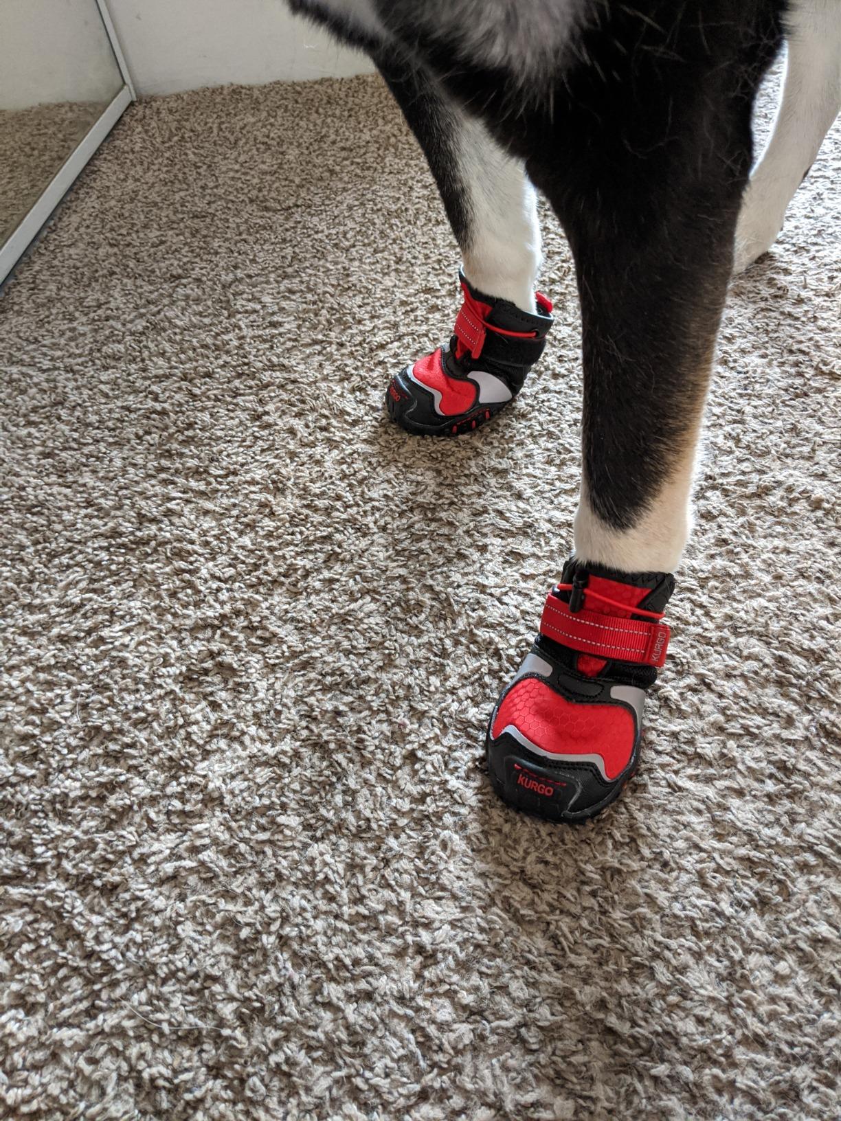 Blaze Dog Boots - Protects Paws in All Seasons - Breathable Fabric - Water Resistant Dog Shoes - Dual Ankle Closure - Reflective Dog Boots - Includes 2 Shoes - Chili Red/Black - S customer photo 2