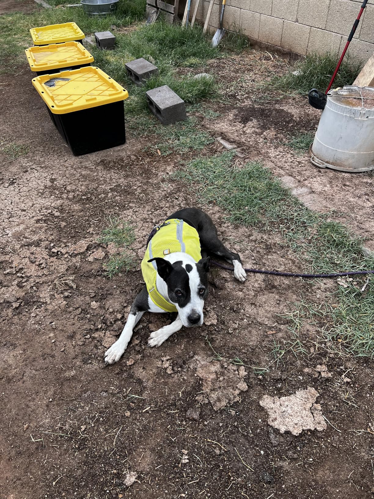 Ruffwear Trail Runner Running Vest - Performance Dog Running Harness with Hydration Flasks and Reflective Trim customer photo 1