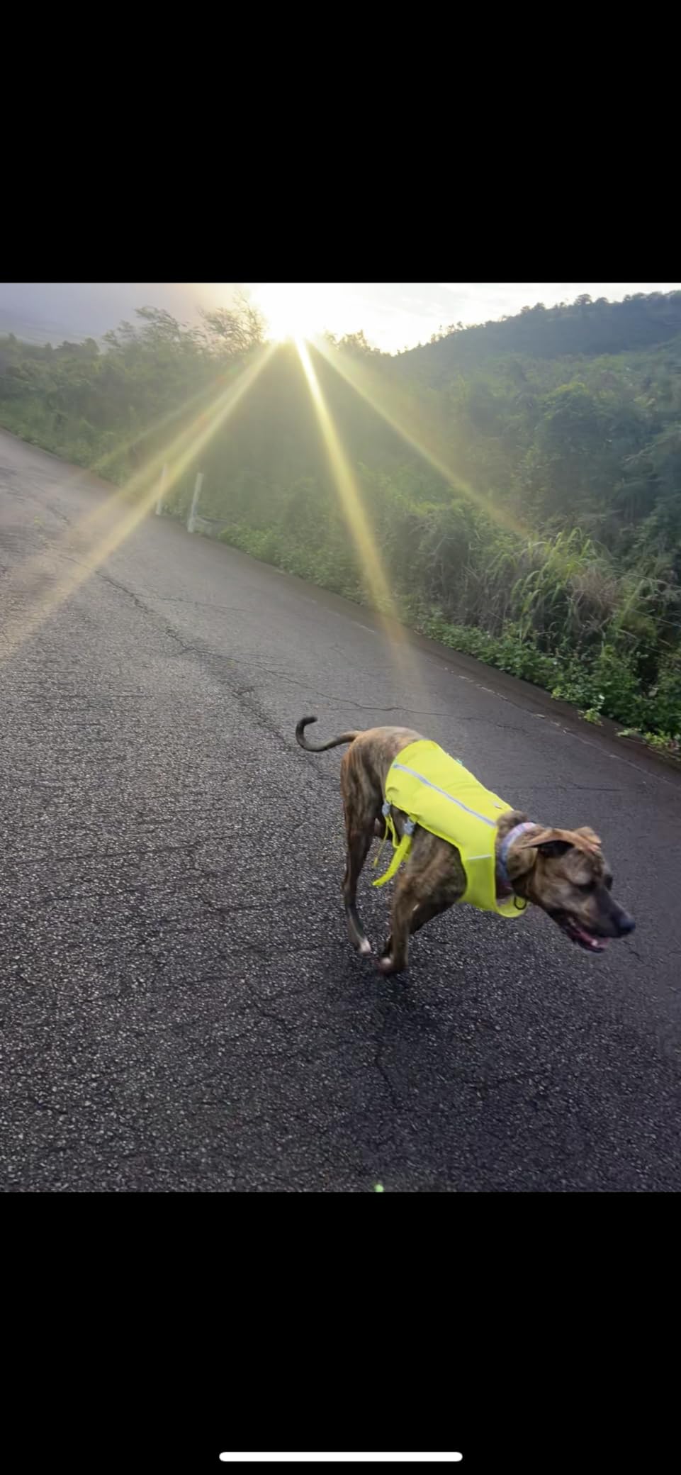 Ruffwear Trail Runner Running Vest - Performance Dog Running Harness with Hydration Flasks and Reflective Trim customer photo 2