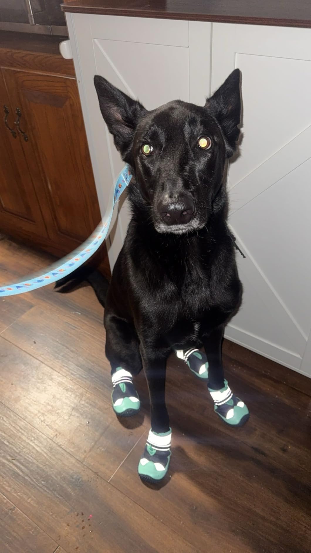 SlowTon Dog Shoes for Large Small Medium Dogs - Breathable Dog Boots for Summer Hot Pavement, Paw Protector for Outdoor Walking Winter Snow, Anti-Slip Rubber Dog Booties for Hardwood Floor customer photo 1