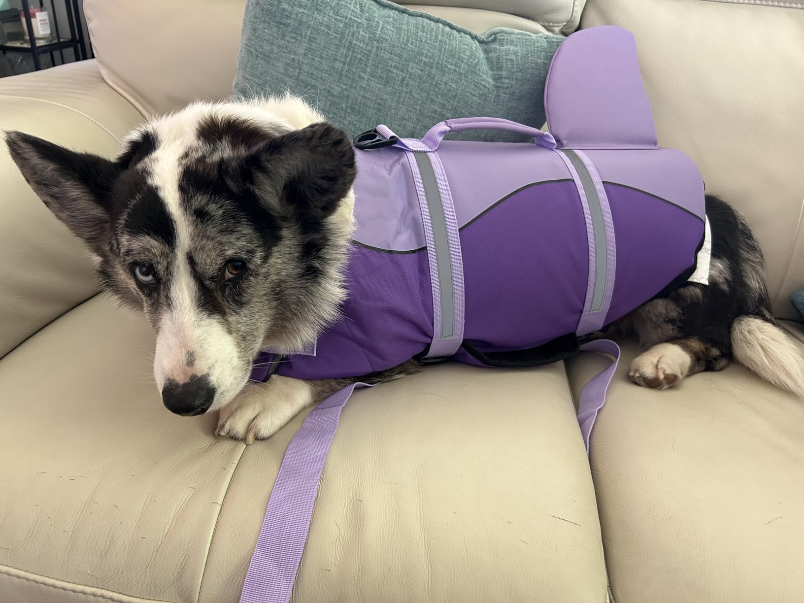 Dogcheer Dog Life Jacket, Cute Shark Dog Life Vest for Swimming Boating with Superior Buoyancy and Rescue Handle, Adjustable Puppy Floating Swim Vest for Small Medium Large Dogs - Pool Blue, XS customer photo 1