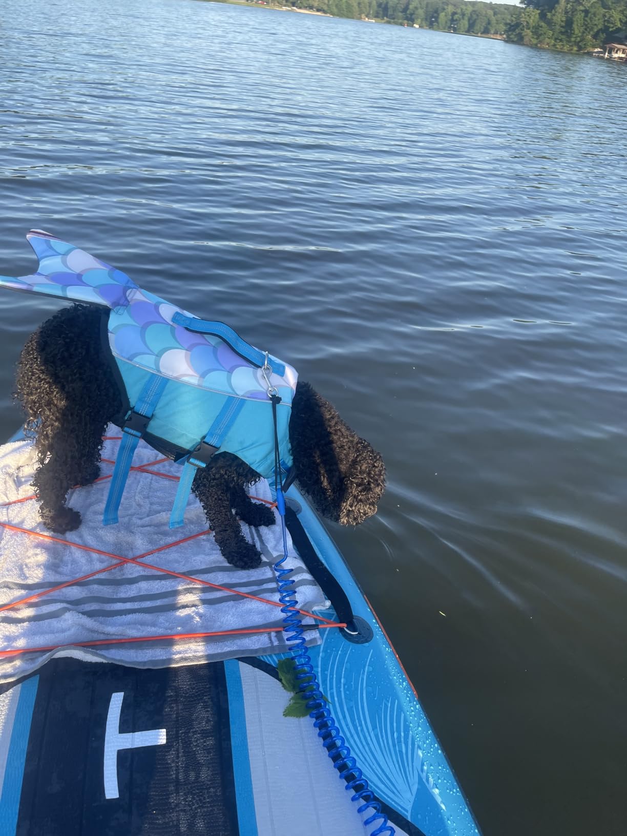 Dogcheer Dog Life Jacket, Cute Shark Dog Life Vest for Swimming Boating with Superior Buoyancy and Rescue Handle, Adjustable Puppy Floating Swim Vest for Small Medium Large Dogs - Pool Blue, XS customer photo 2