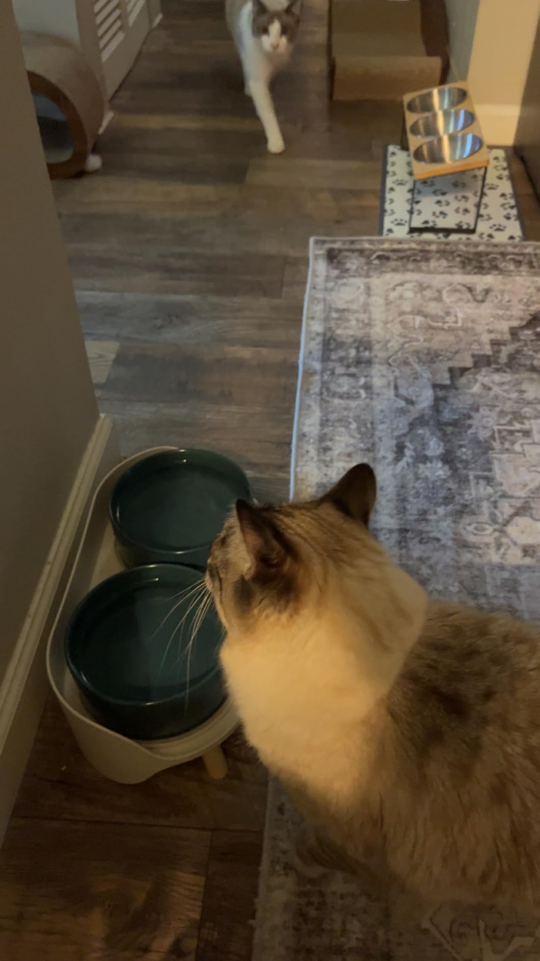 Elevated Ceramic Dog Bowl Set - Double Dog Feeding Bowls with Stand Splash Proof - Raised Dishes for Food and Water - Ideal for Small to Medium Dogs - 2 x 720 ml - 11.3 oz - White customer photo 1